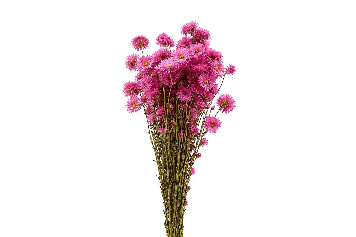 Dried Acroclinium Nat Pink Bunch