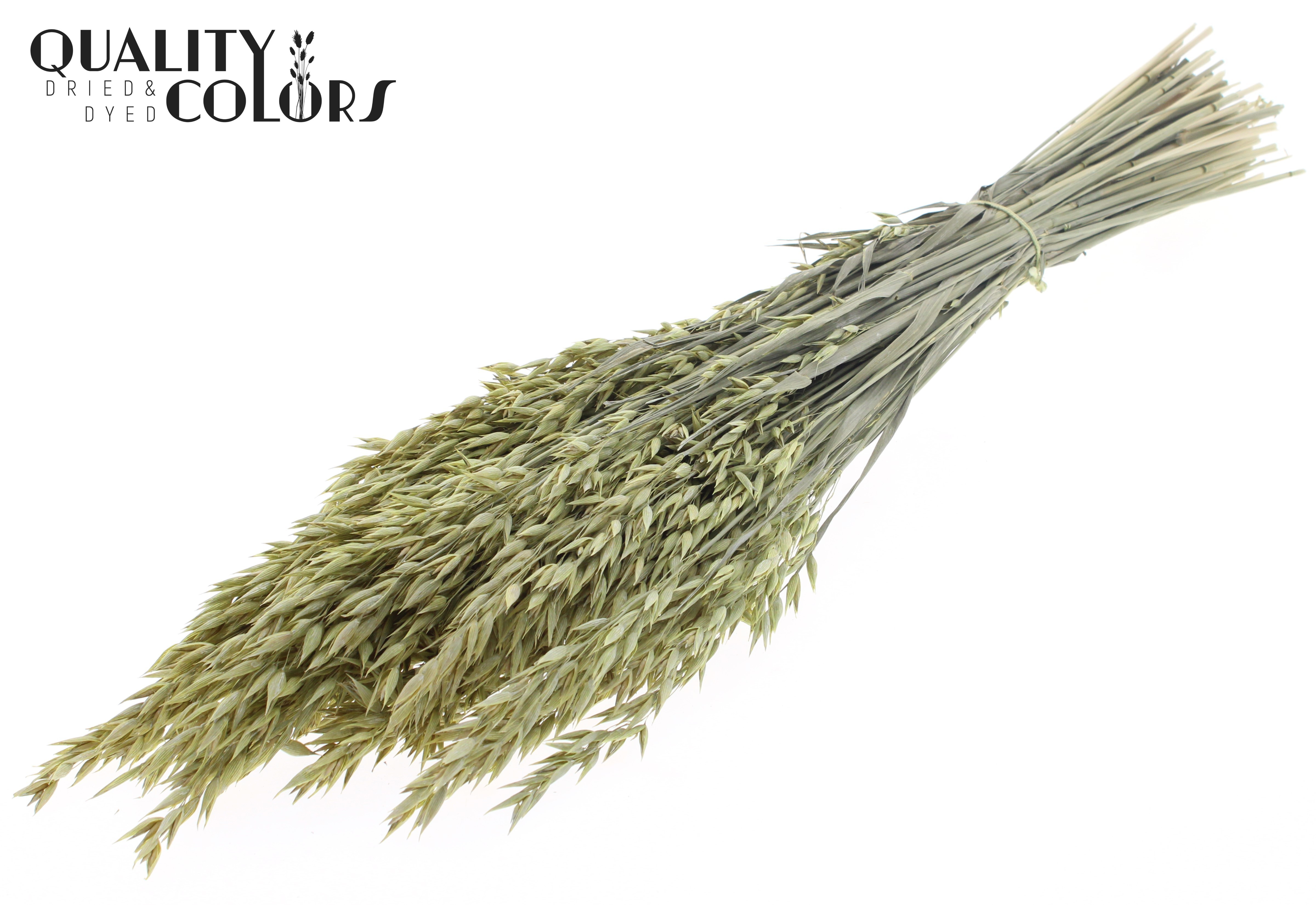 Avena Frosted Light Yellow Per Bunch 60cm