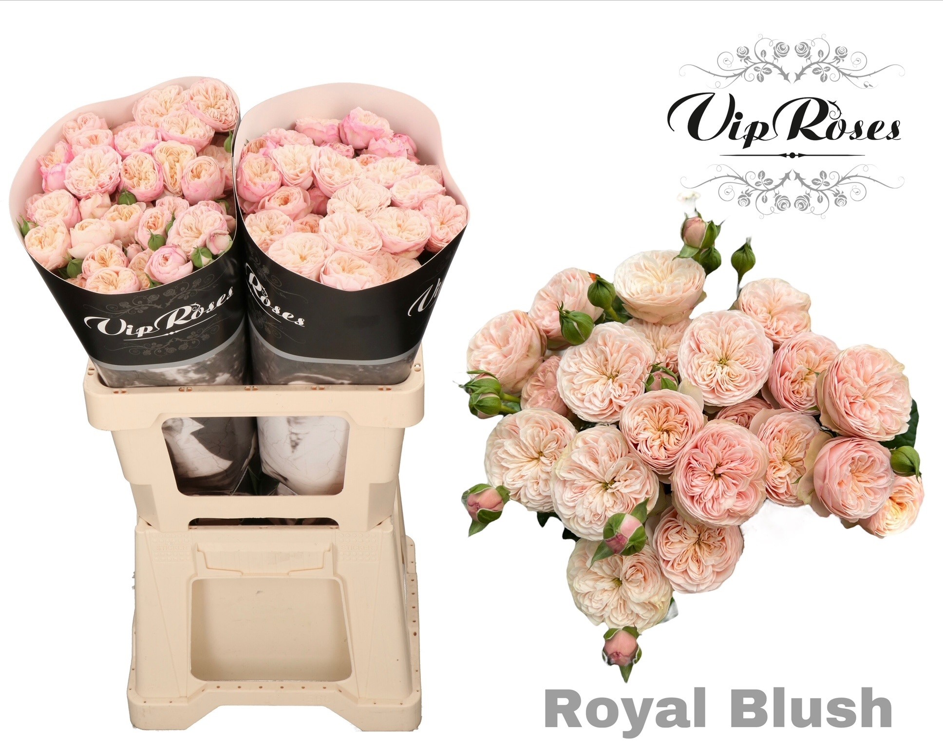 R Tr Royal Blush 60 cm