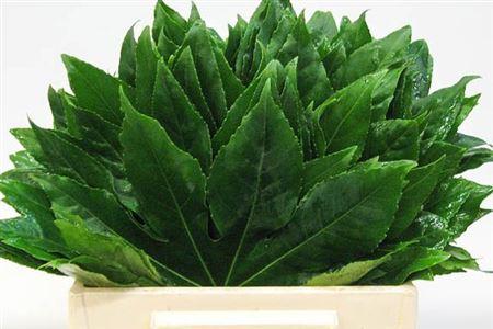 Aralia Il