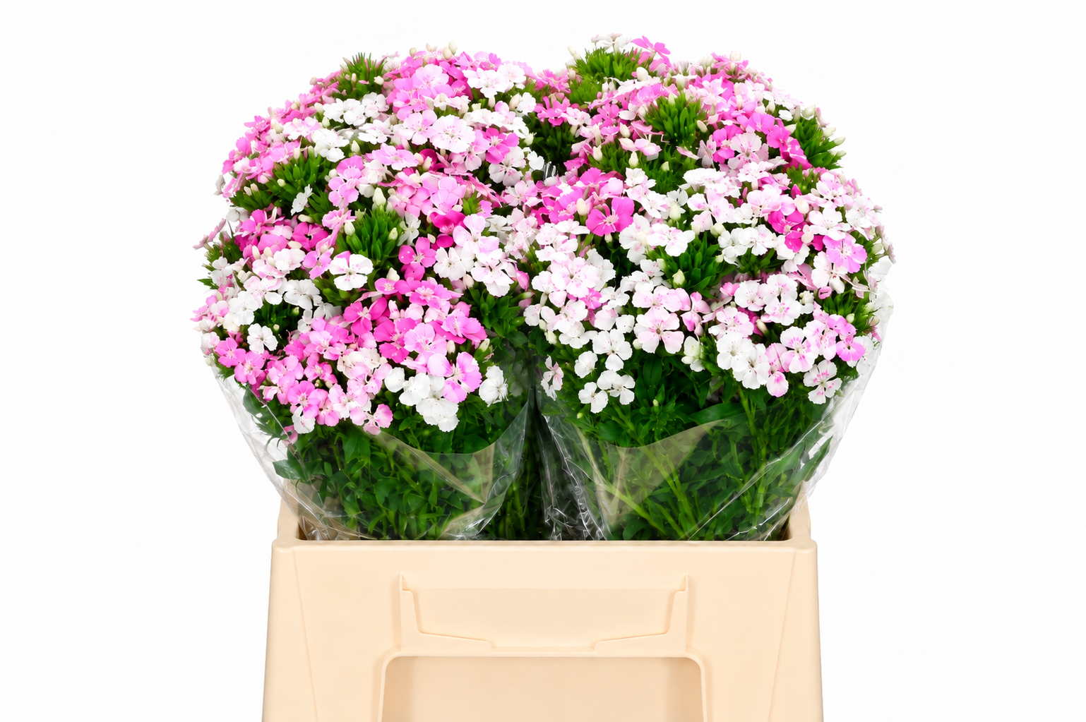 Dianthus Br Amazon Rose Magic