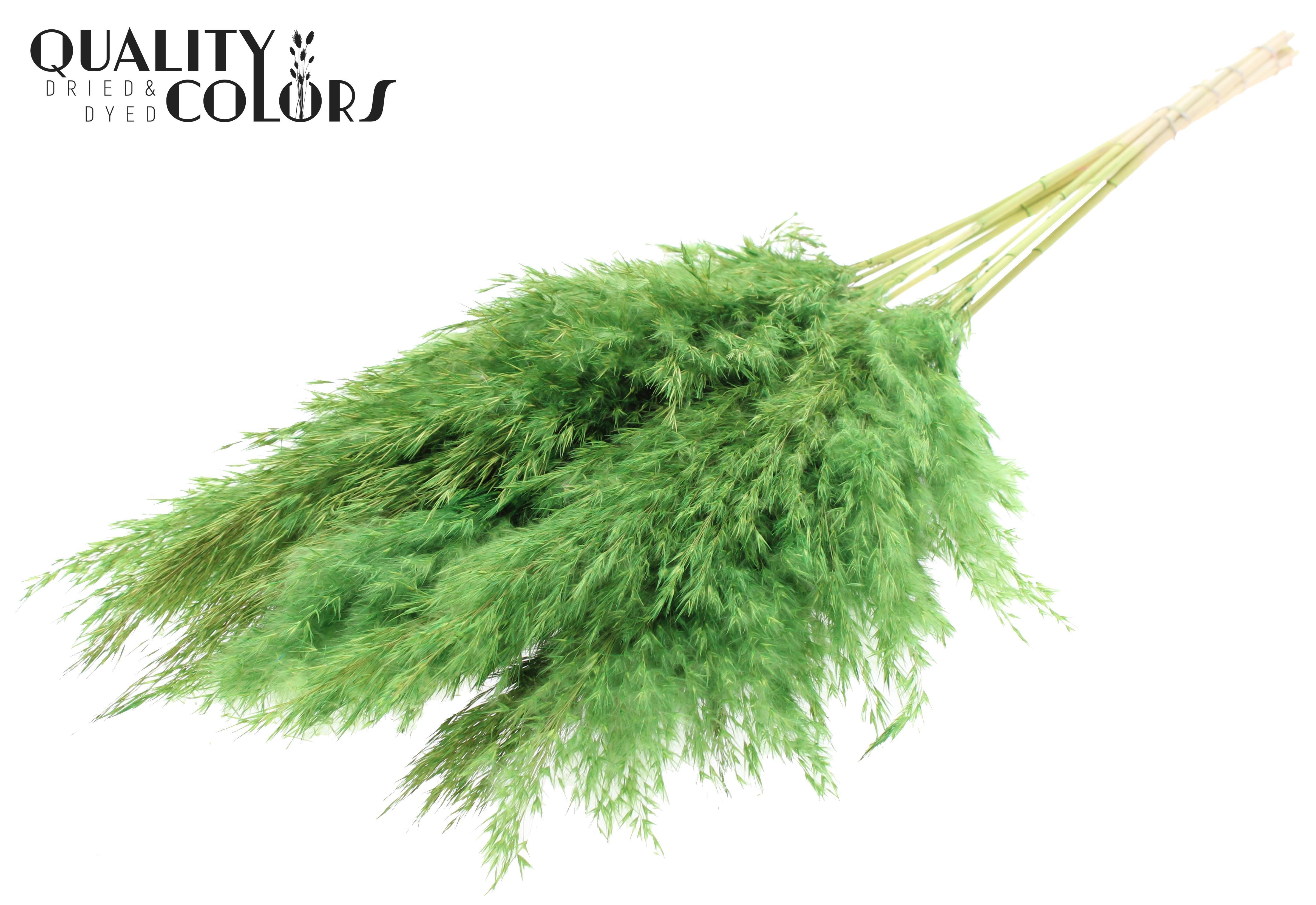 Pampas Grass Light Green Per Bunch 70cm