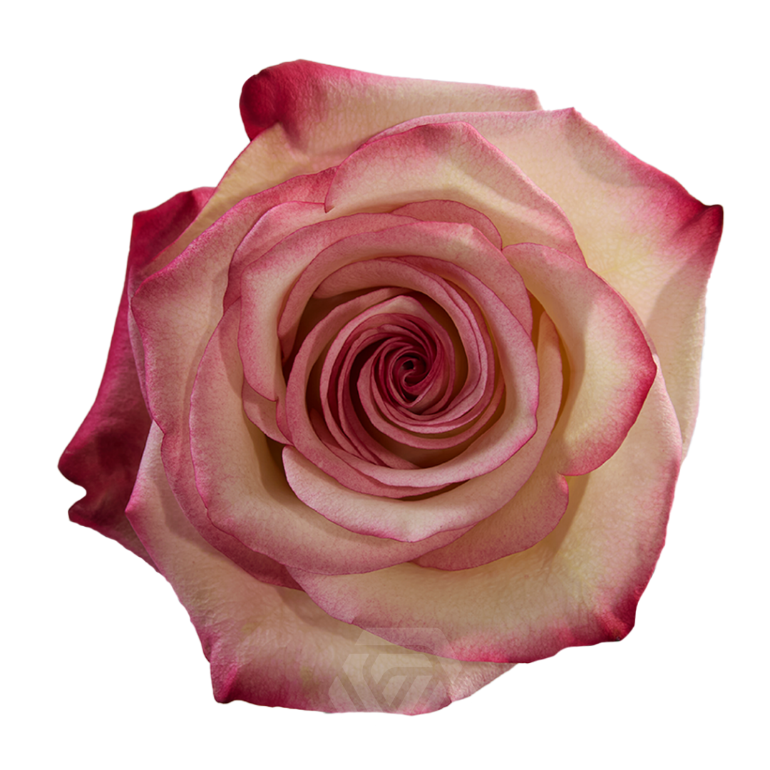 Rosa Paloma 70cm