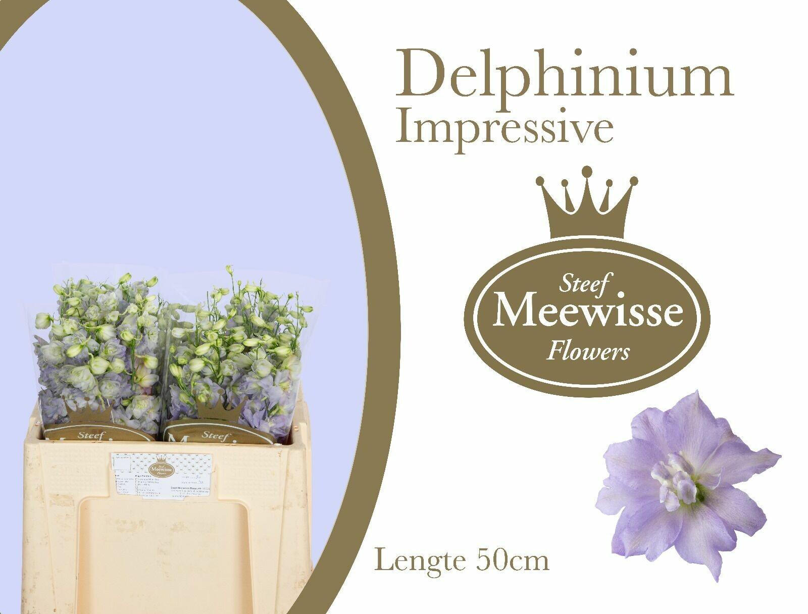 Delphinium Impressive Milka