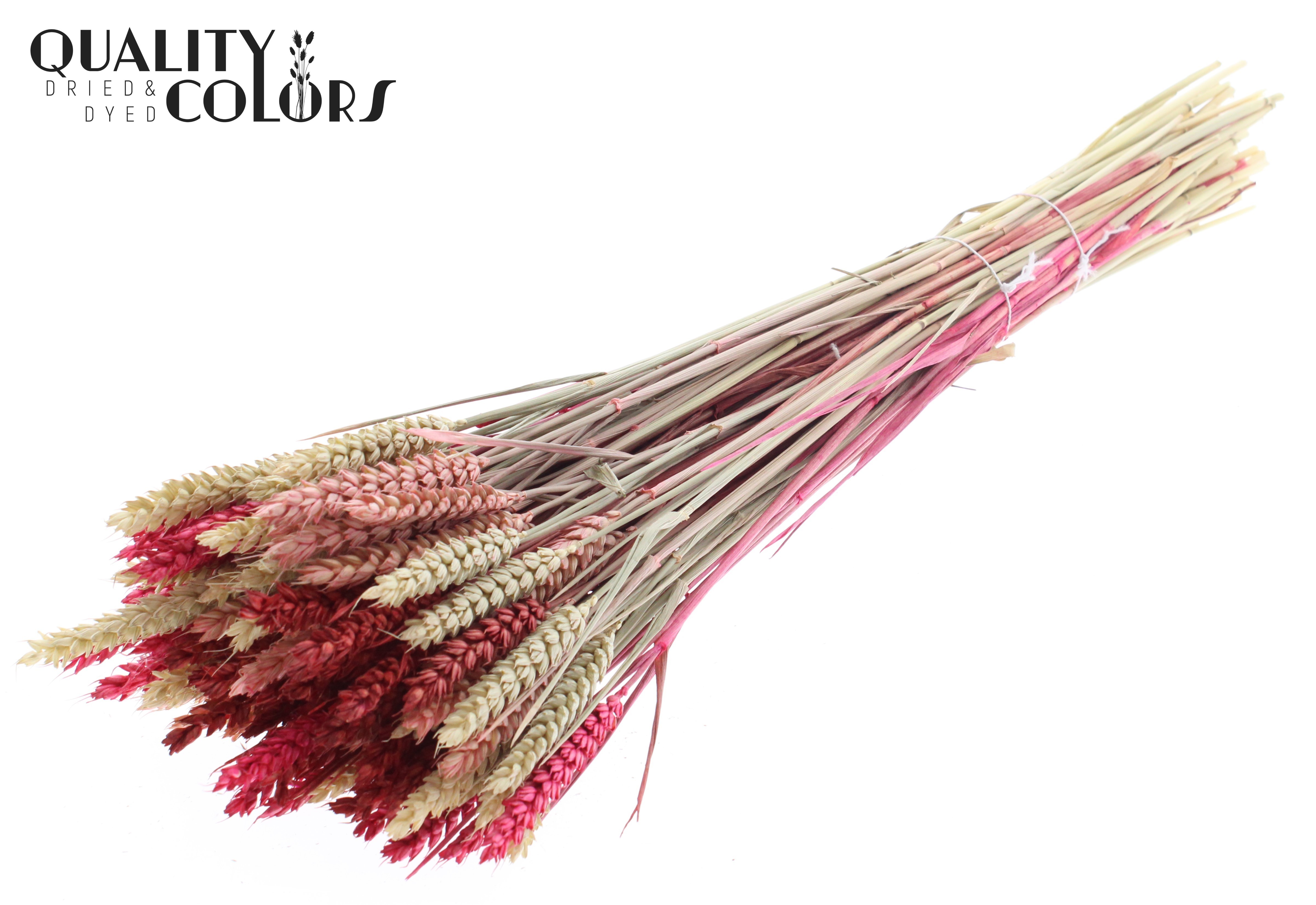 Triticum Lady Mix Per Bunch 60cm