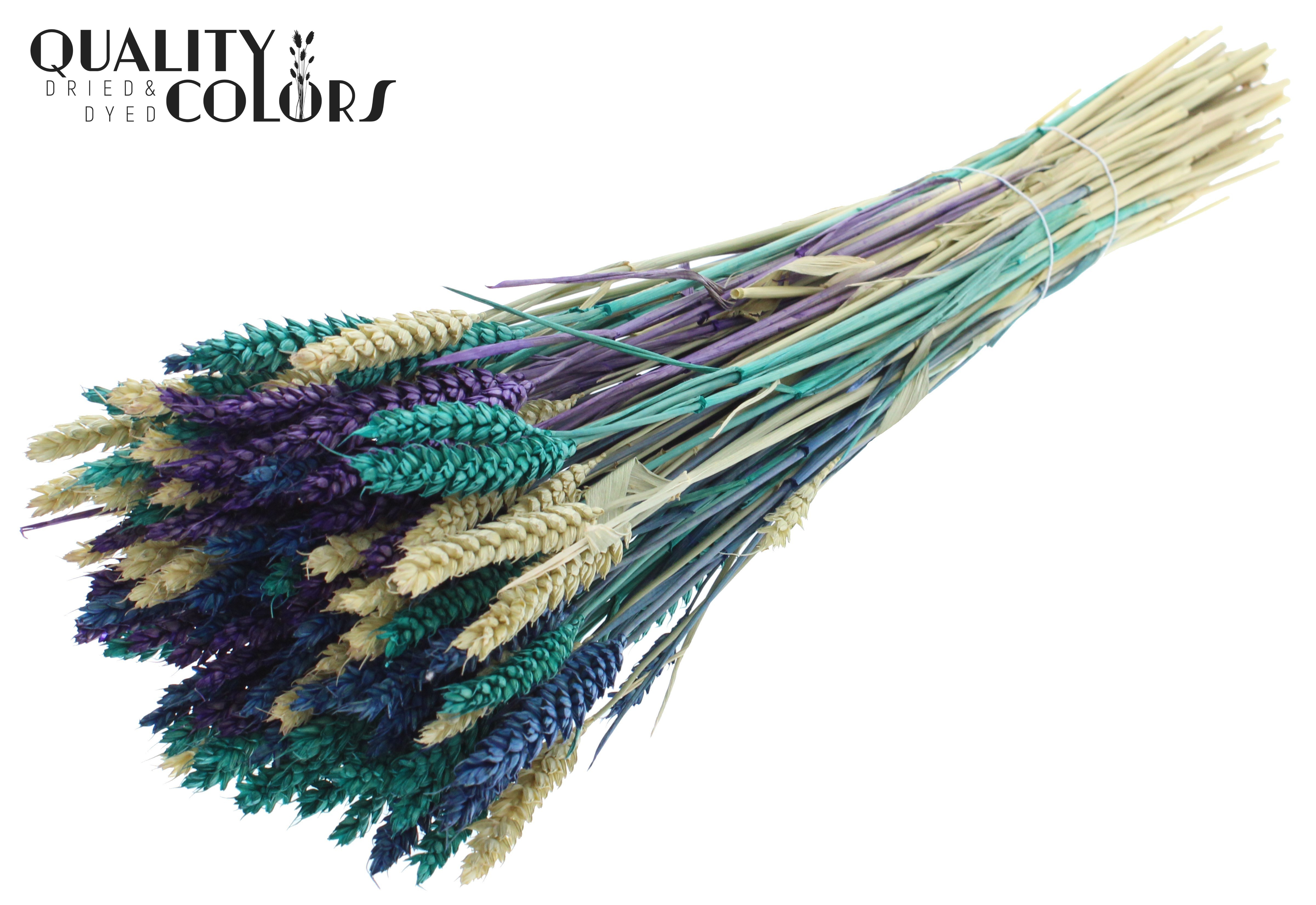 Triticum Scandinavian Mix Per Bunch 60cm