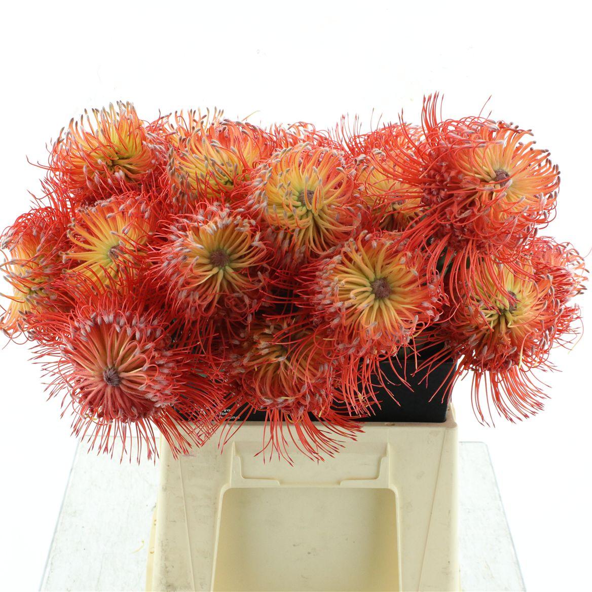 Leuco Hawai Tutu