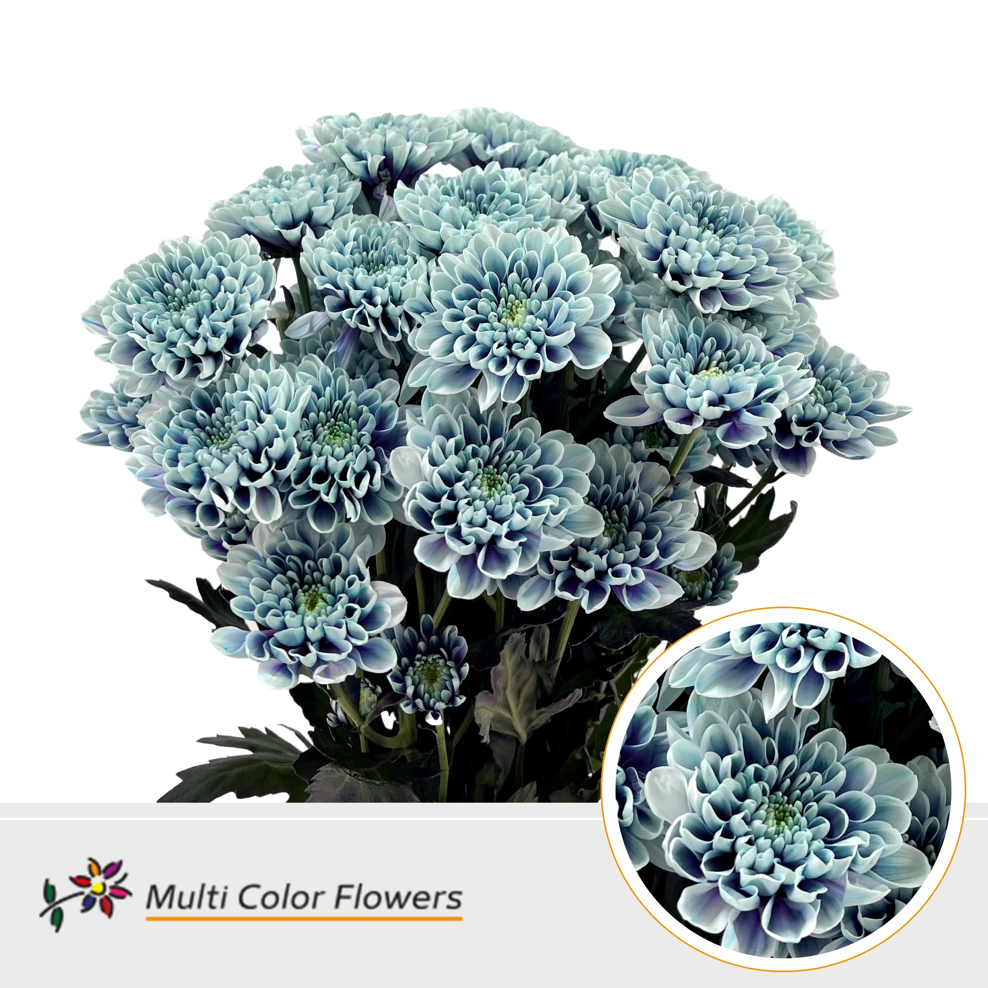 Chrysanth Spray Painted Altaj After Eight 60cm