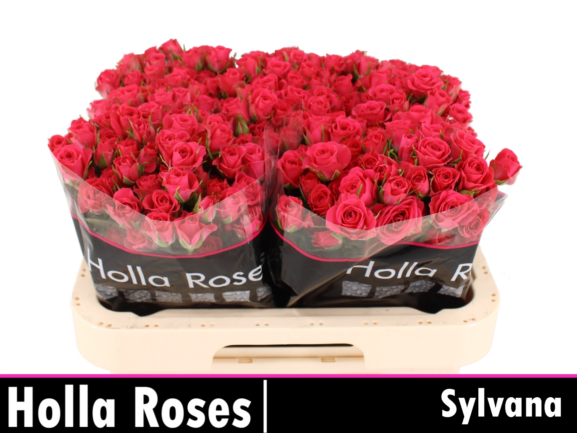 Rosa Spr Sylvana 60cm