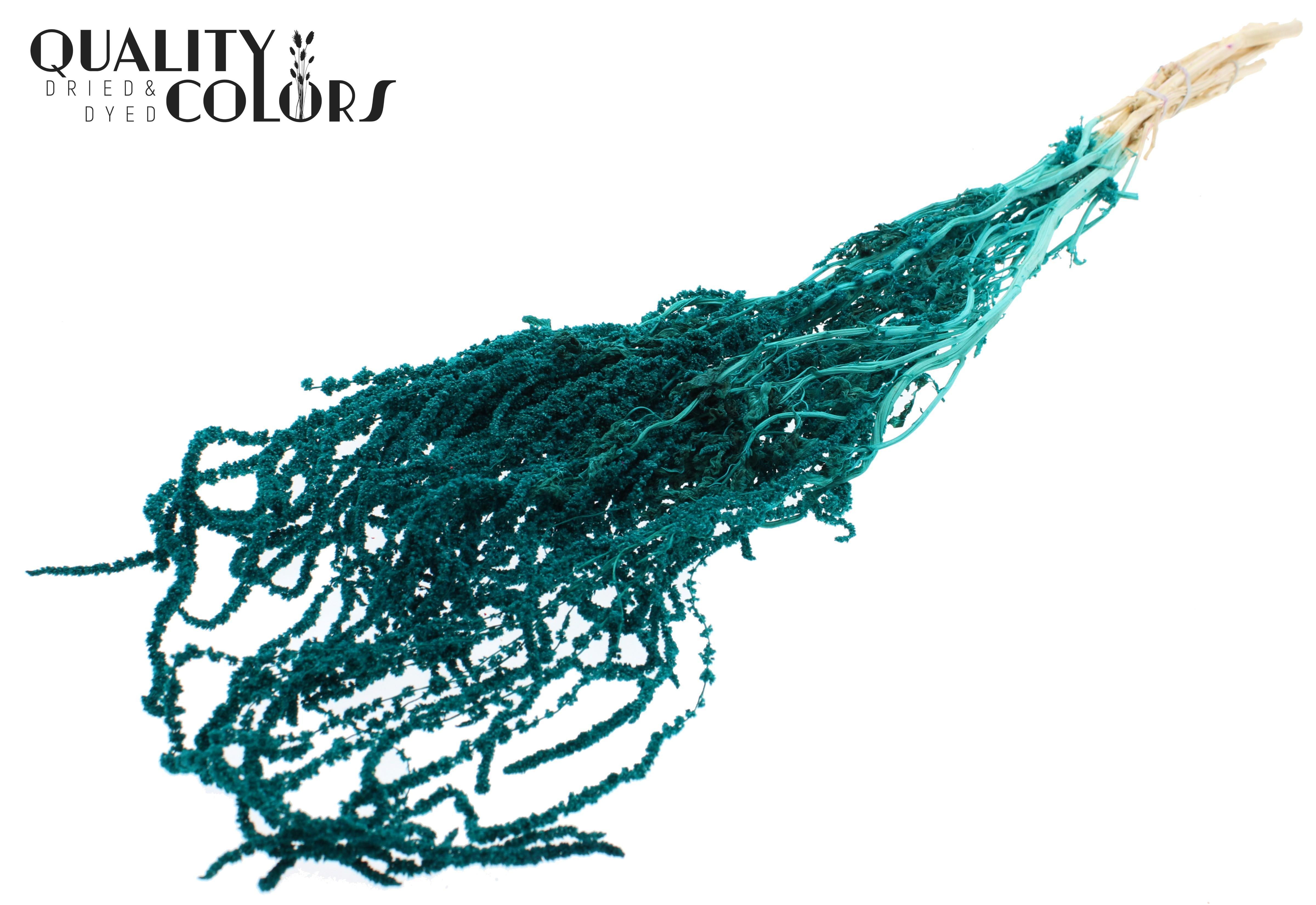 Amaranthus Caudatus Intense Turquoise Per Bunch 80cm