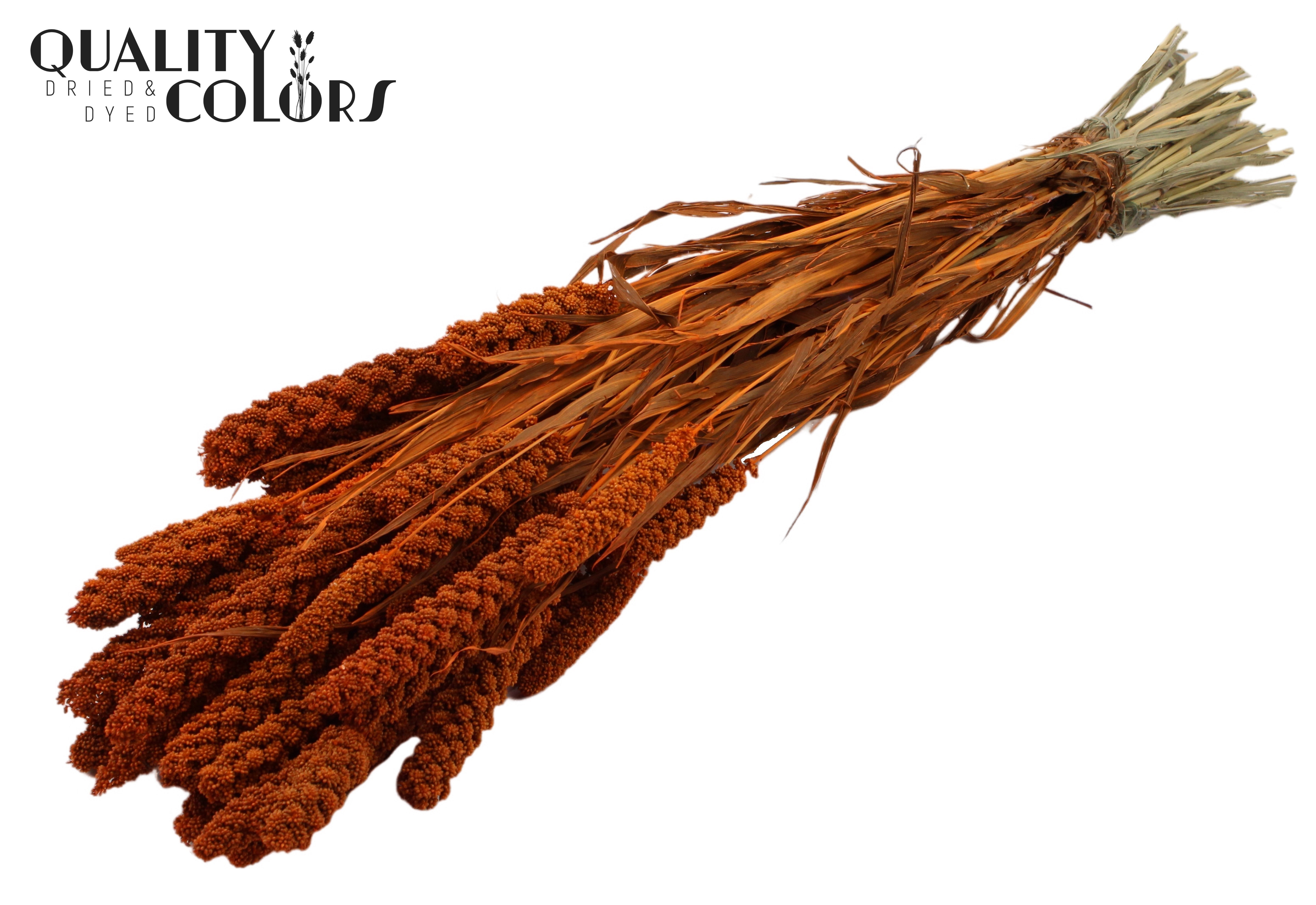 Panicum Orange Per Bunch 70cm