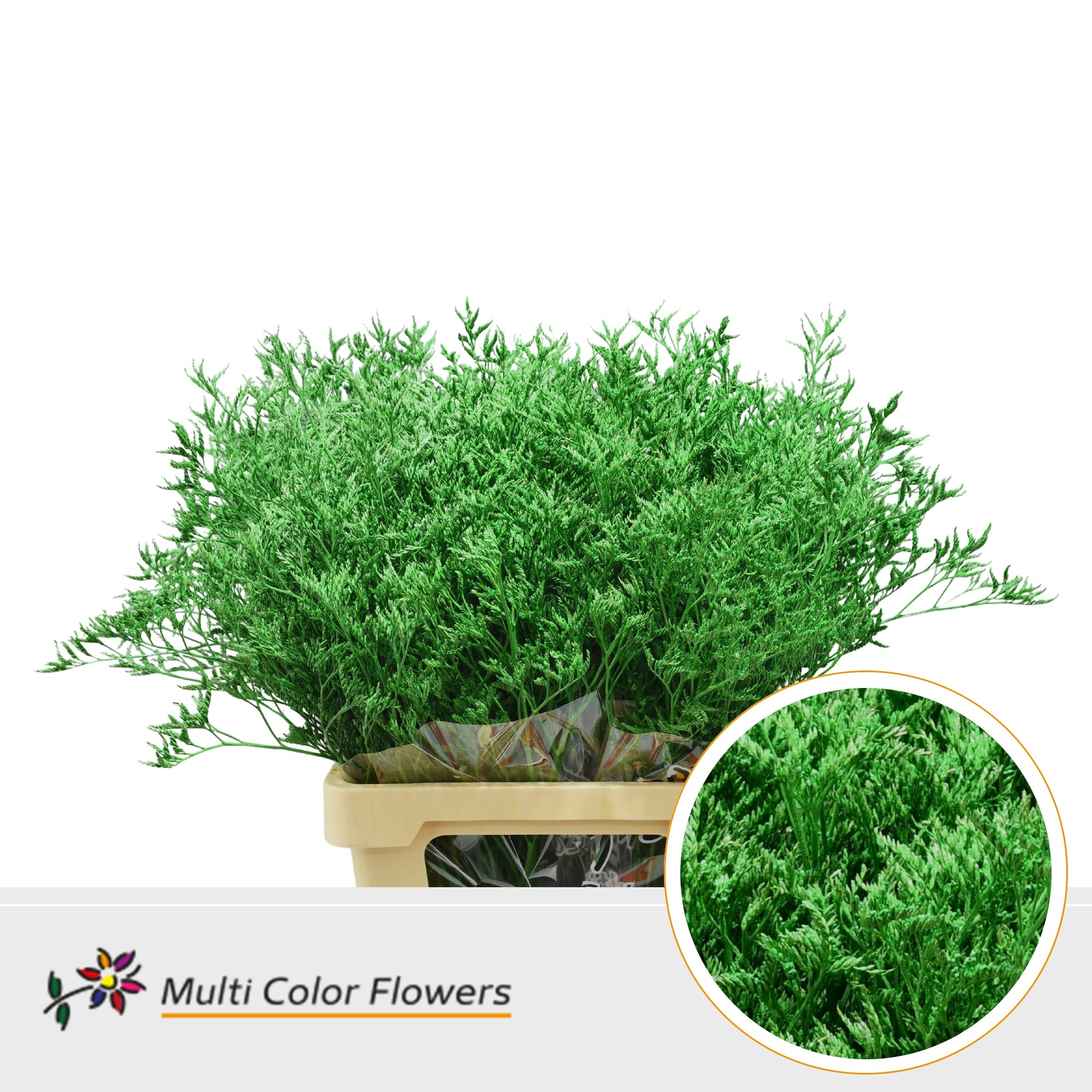Limonium Groen Donker