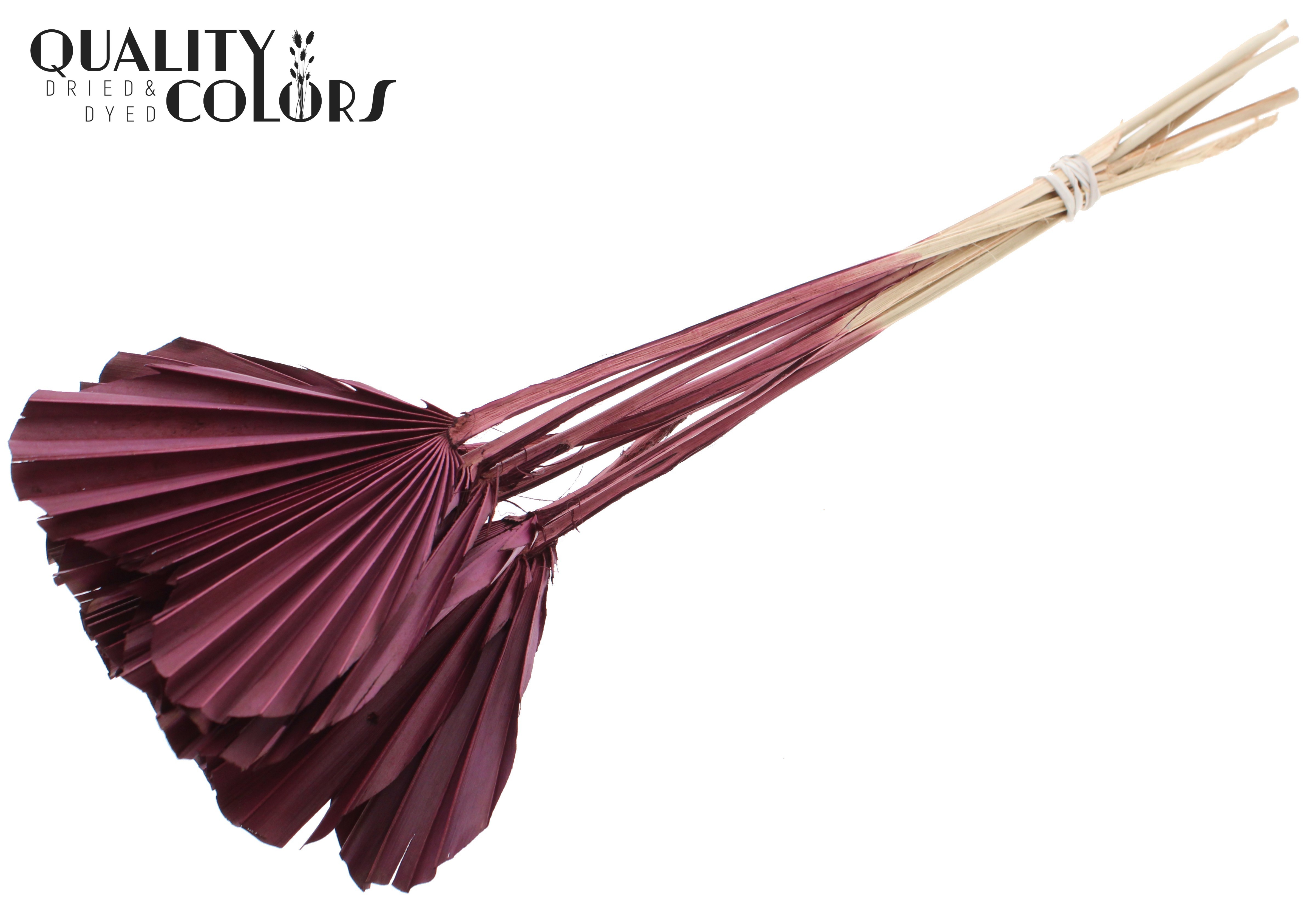 Palm Spear Heart Burgundy 45cm