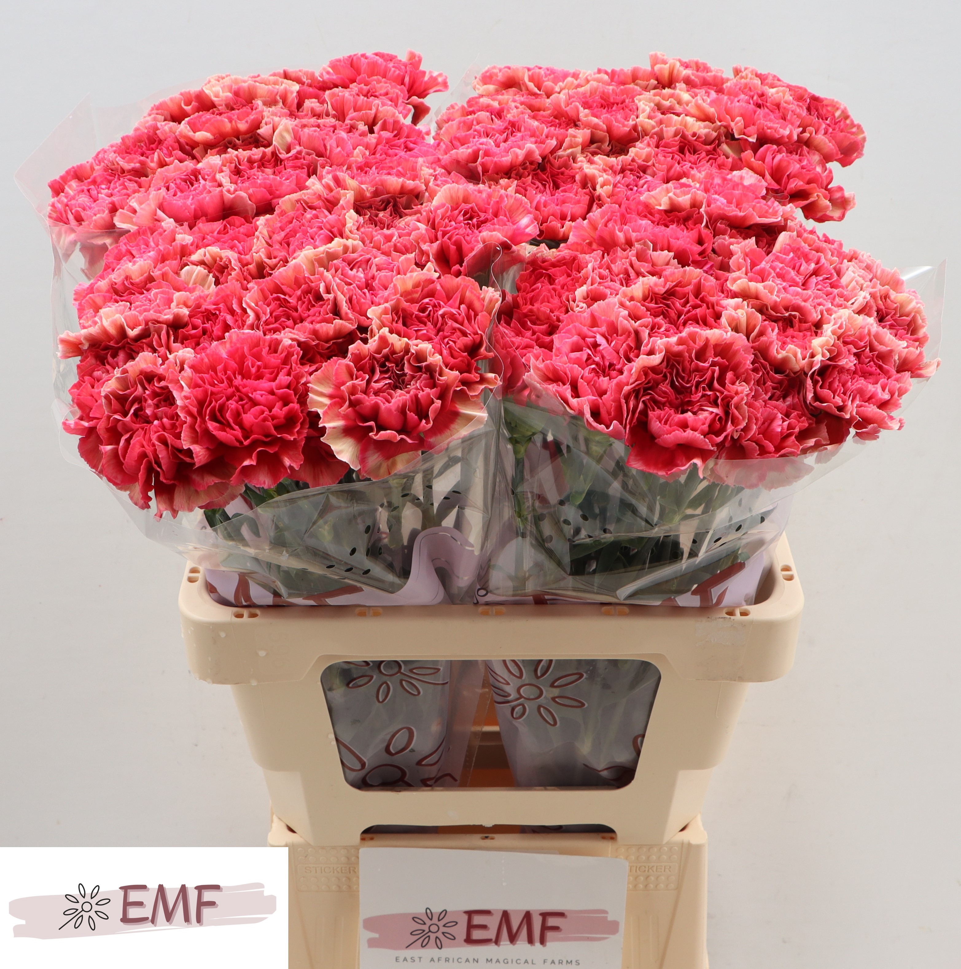 Dianthus Single Ipanema 60cm