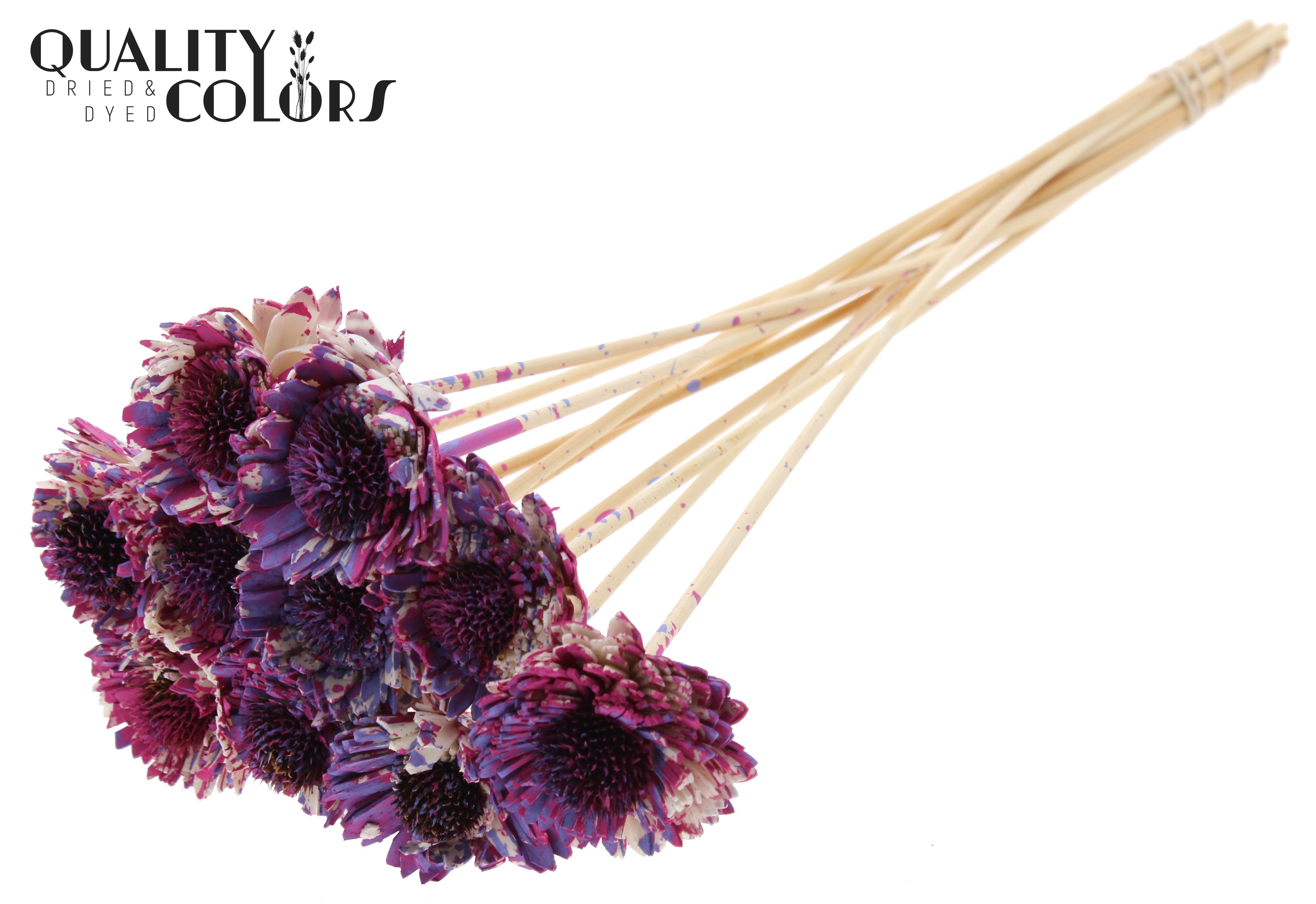 Shola Daisy Sunflower Multicolour Cerise Milka 50cm