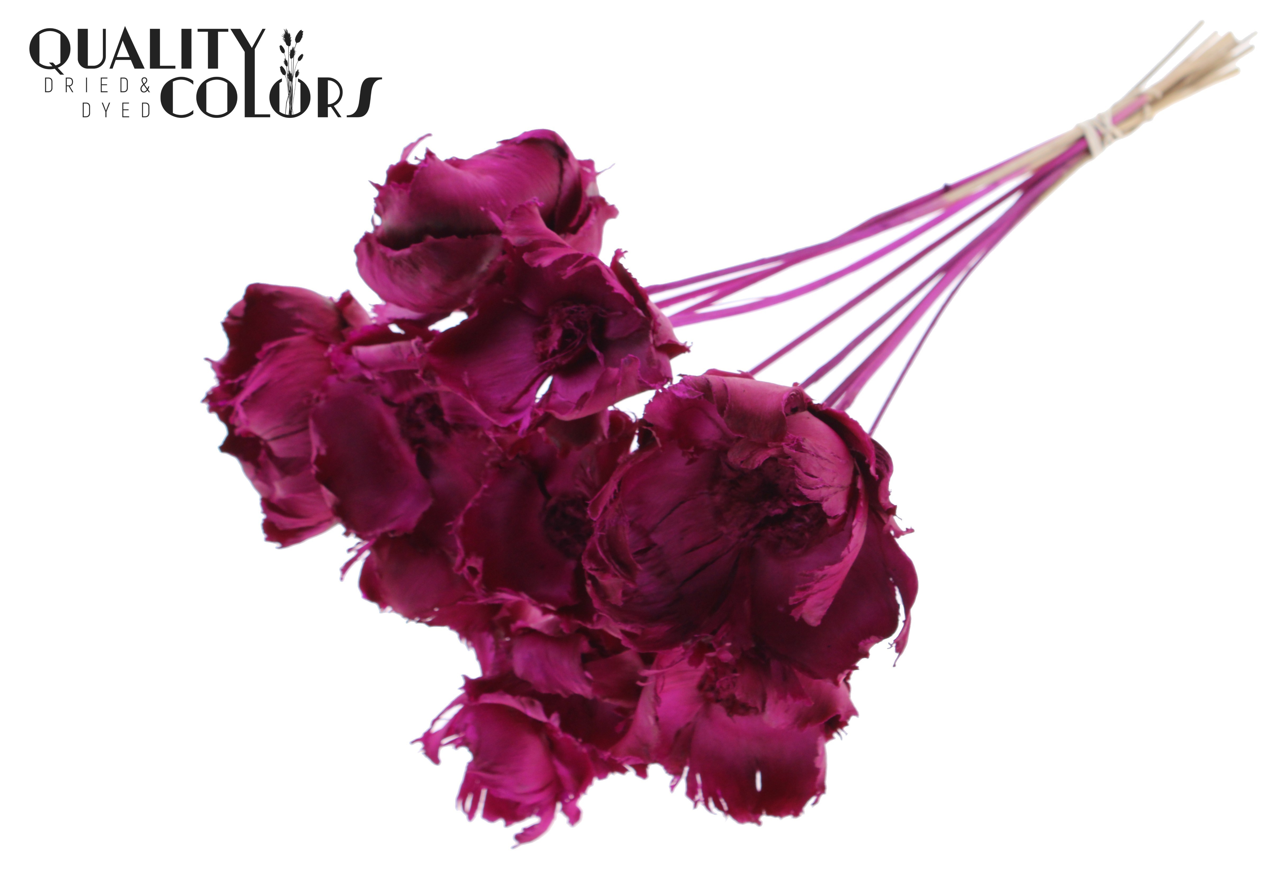 Palm Cup Intense Lilac 50cm