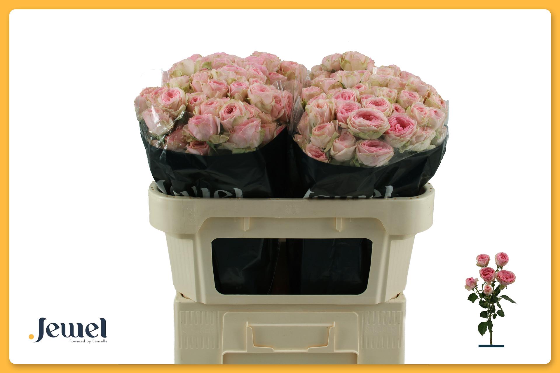 Rosa Spr Yvette 70cm