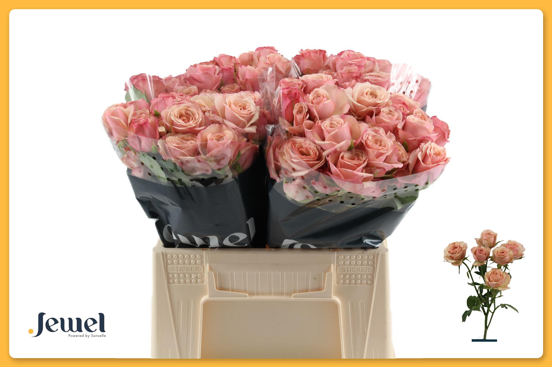 Rosa Spr Destini 40cm