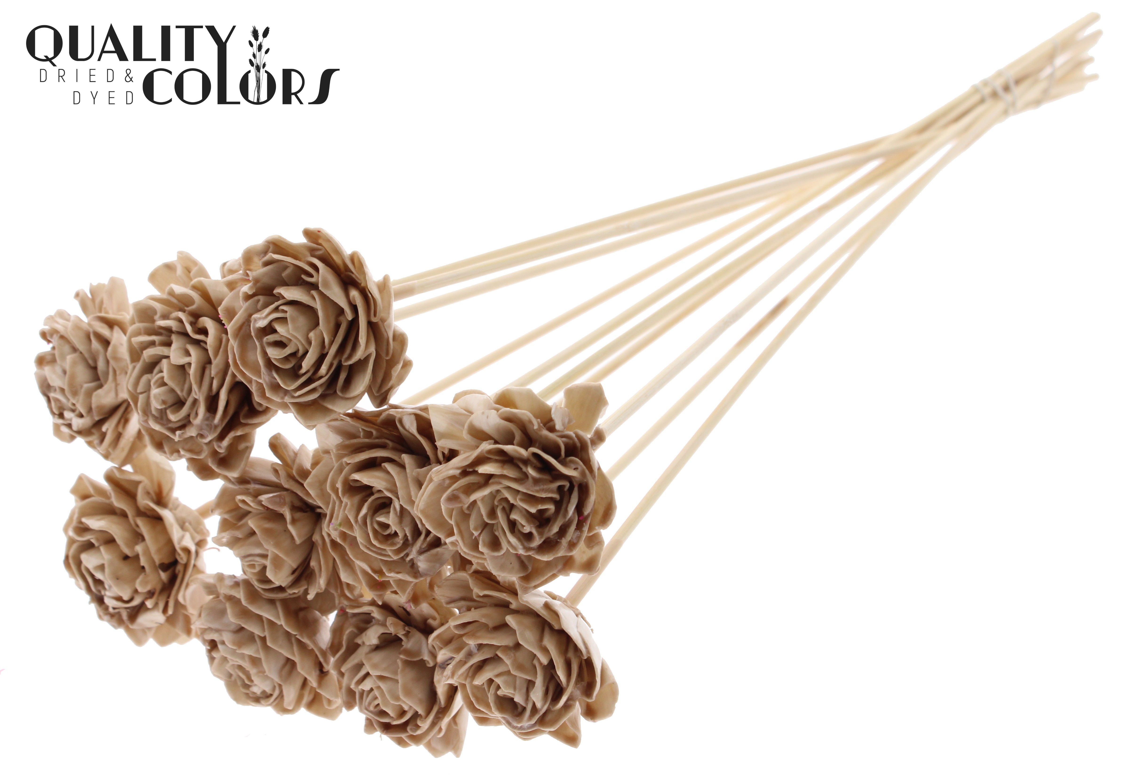 Shola Dhaliya Wax Beige 50cm