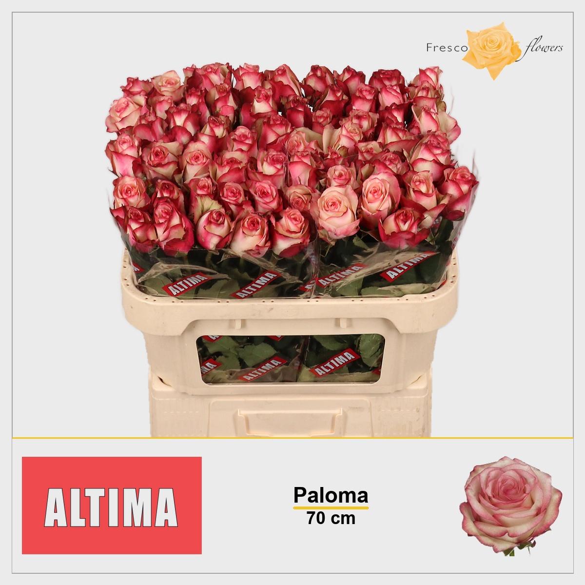 R Gr Paloma