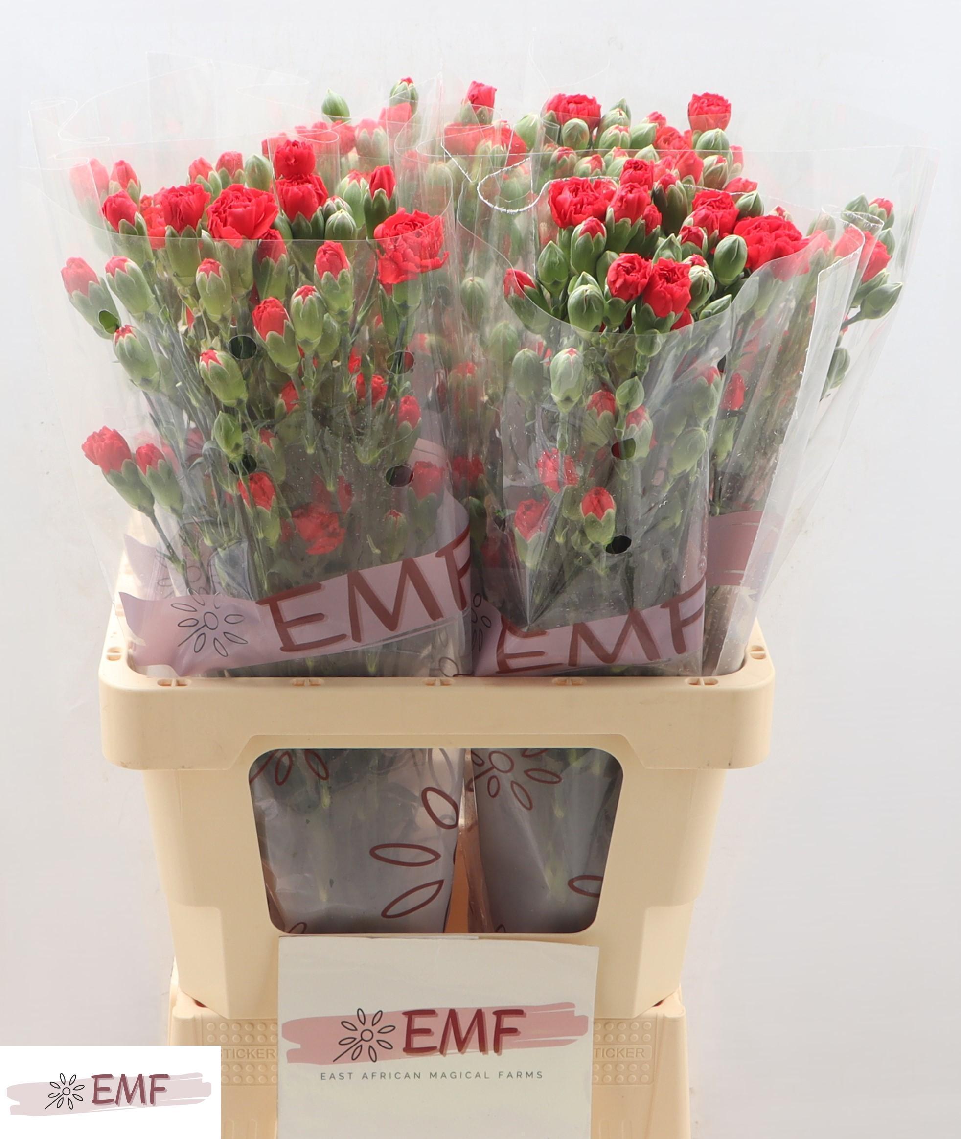 Dianthus Spray Red Kiss 65cm