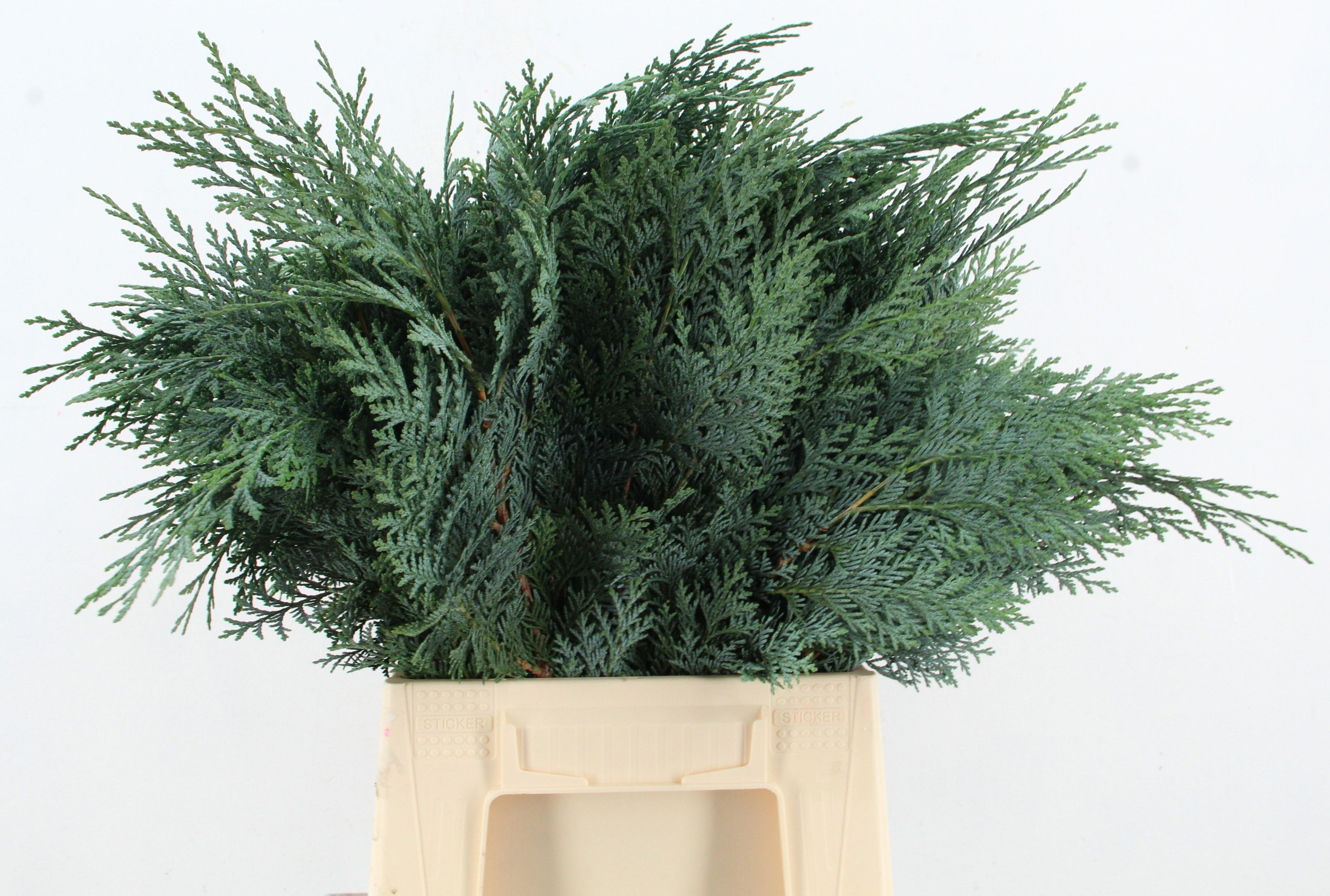Coniferen Blue Per Bunch 45cm