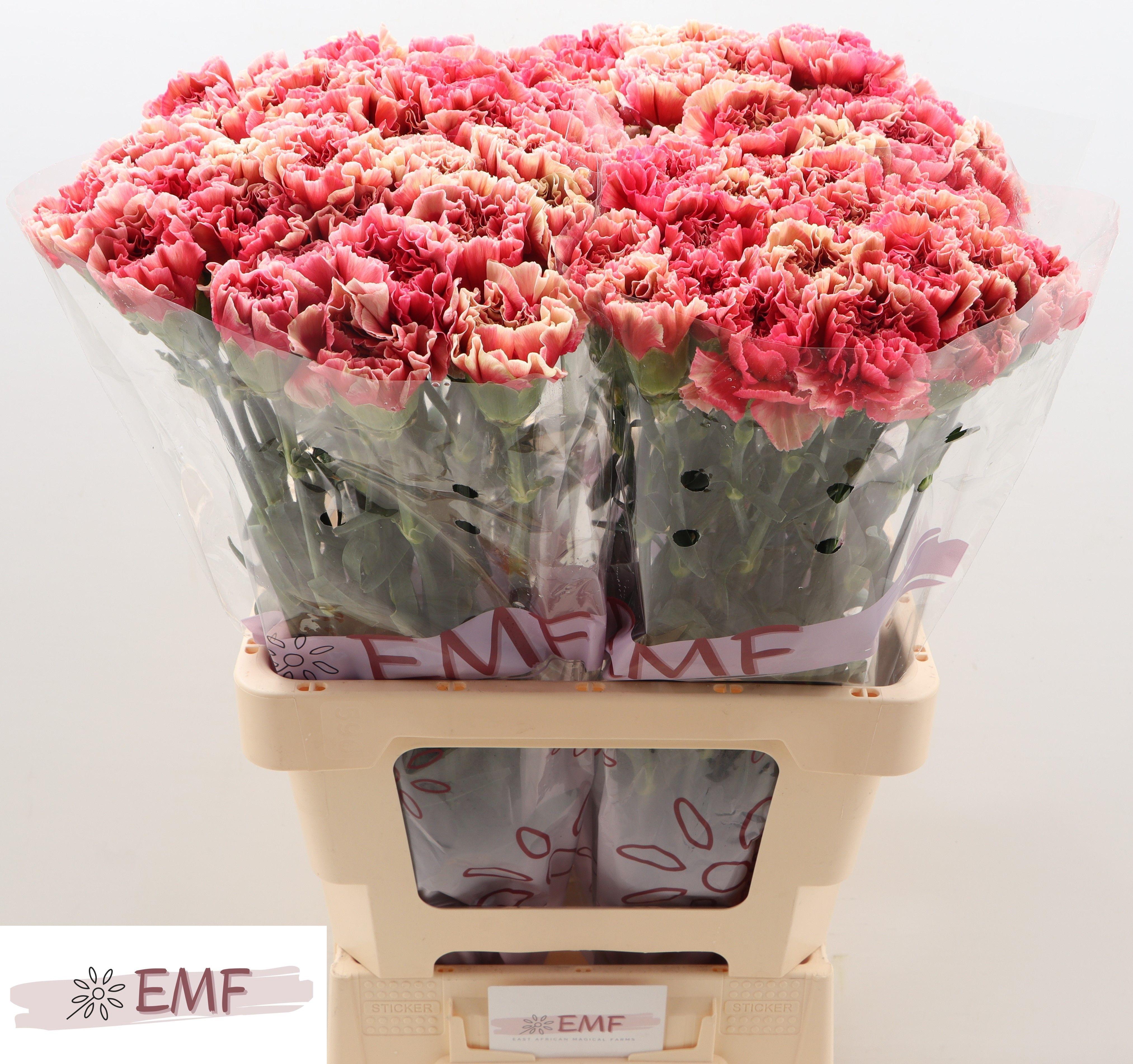 Dianthus Single Ipanema 65cm