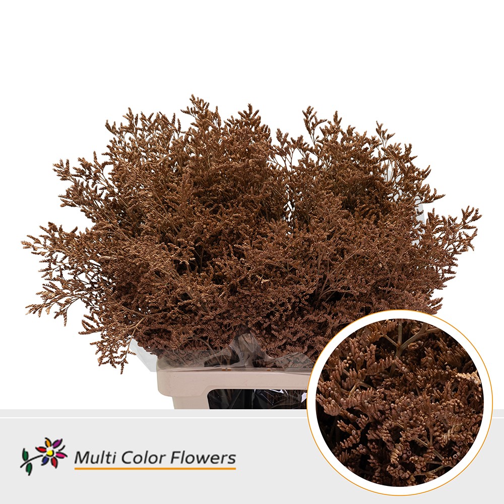 Limonium Painted Caramel 70cm 30gr.