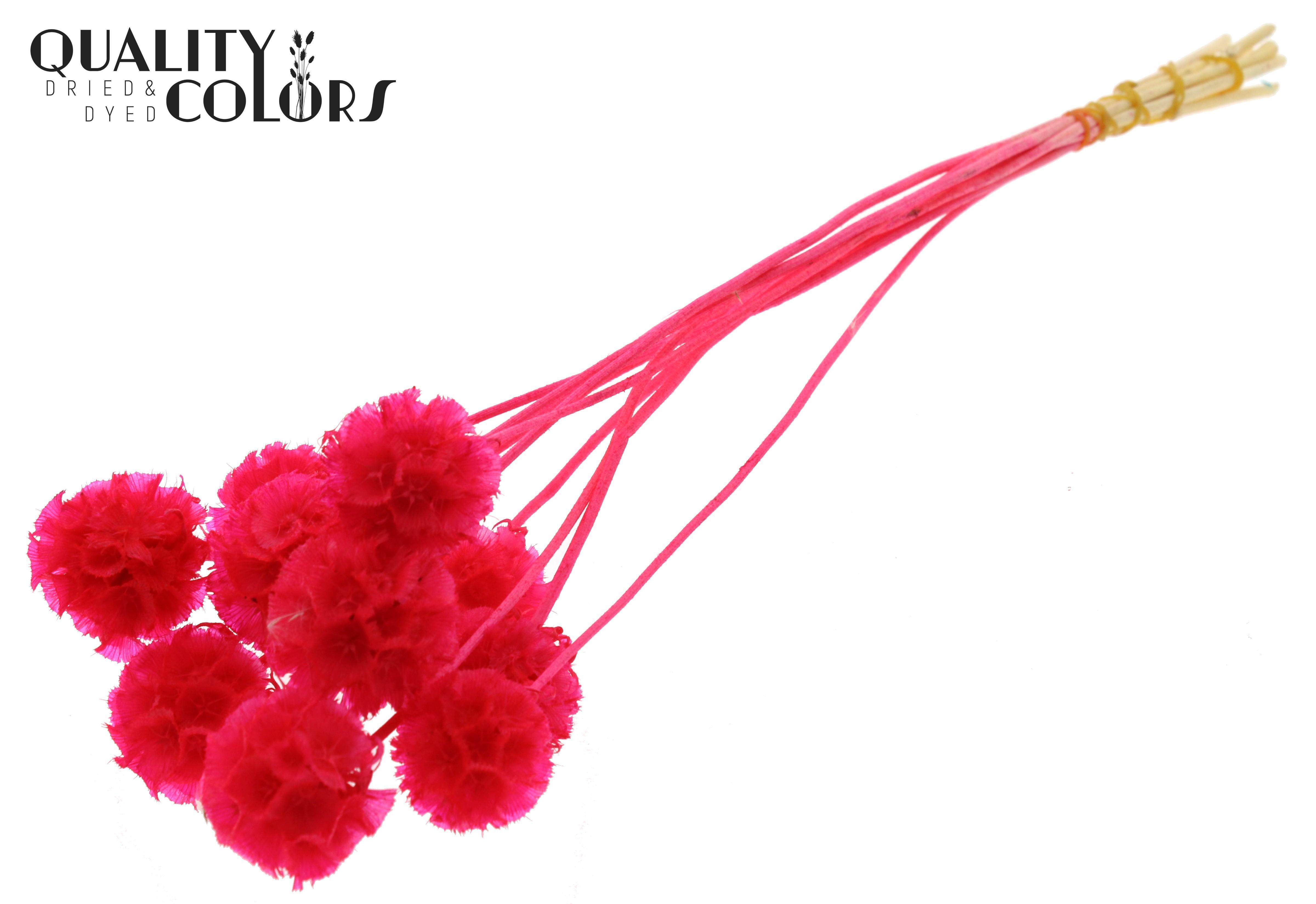 Scabiosa Cerise Per Bunch 35cm