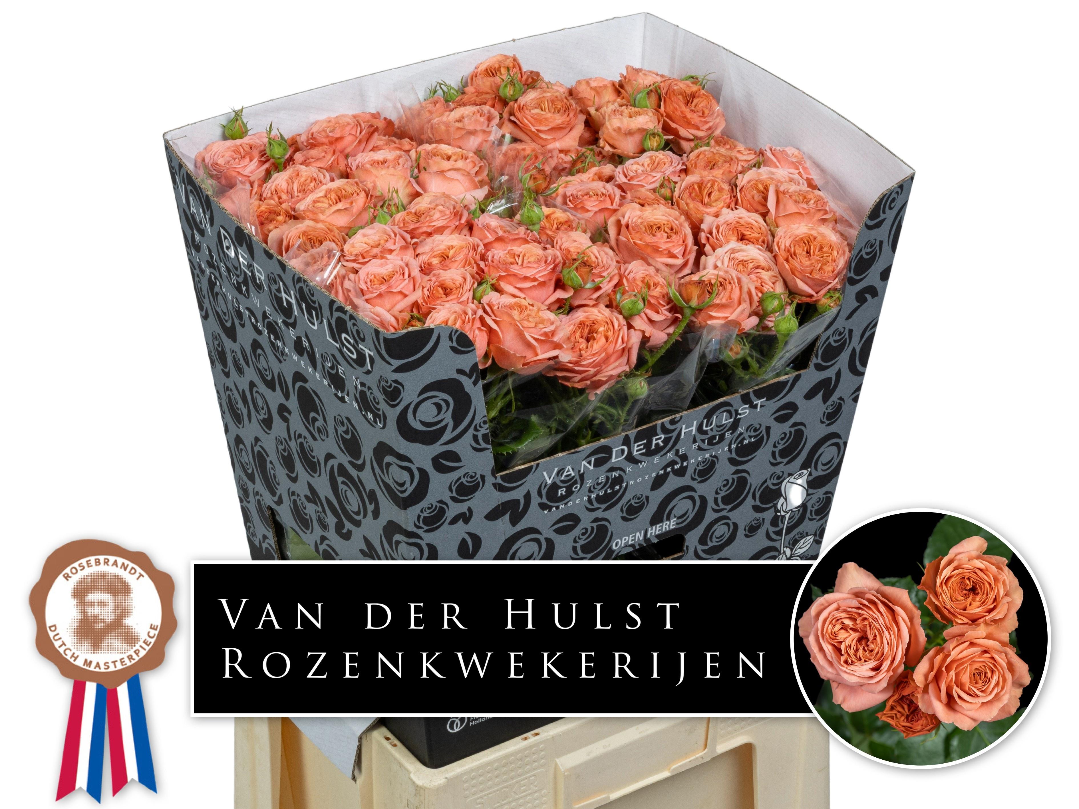 Rosa Spr Bella Trendsetter 70cm