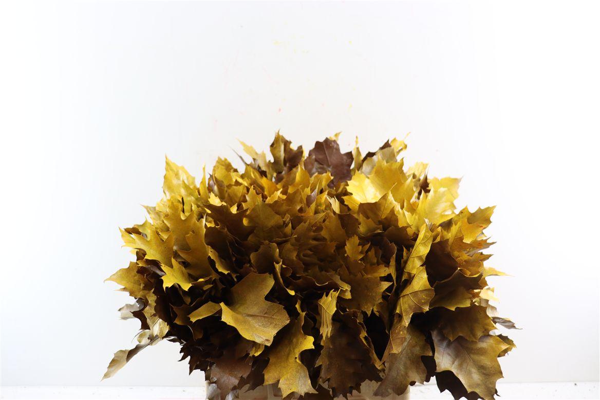 Quercus Rubra Fr Fall Spray