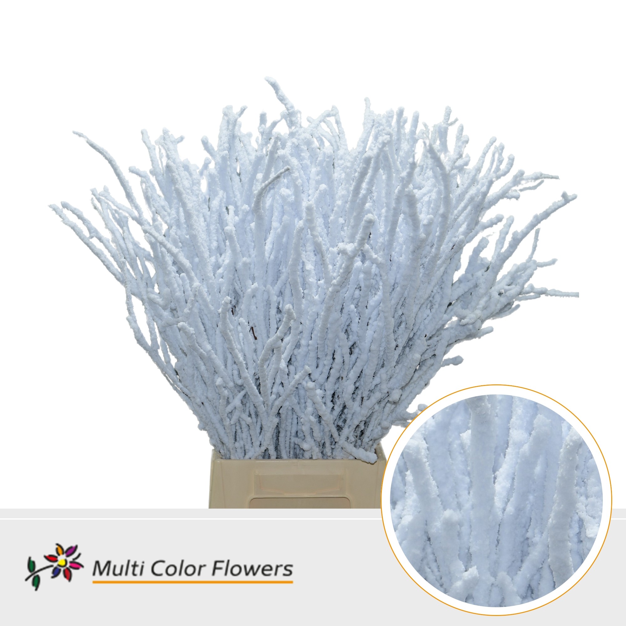 Betula Painted White Flocked 70cm