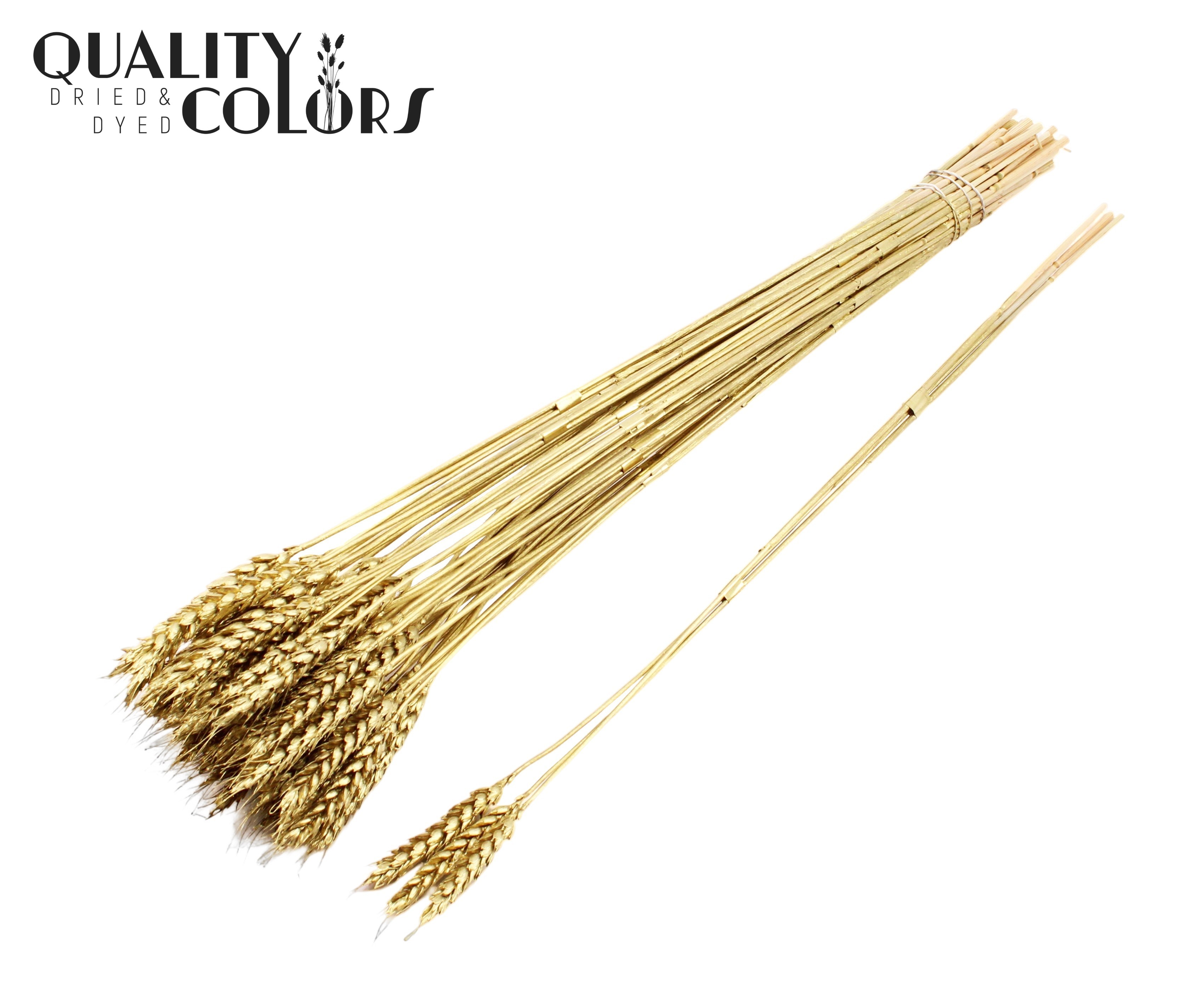 Triticum Tuft Gold 55cm