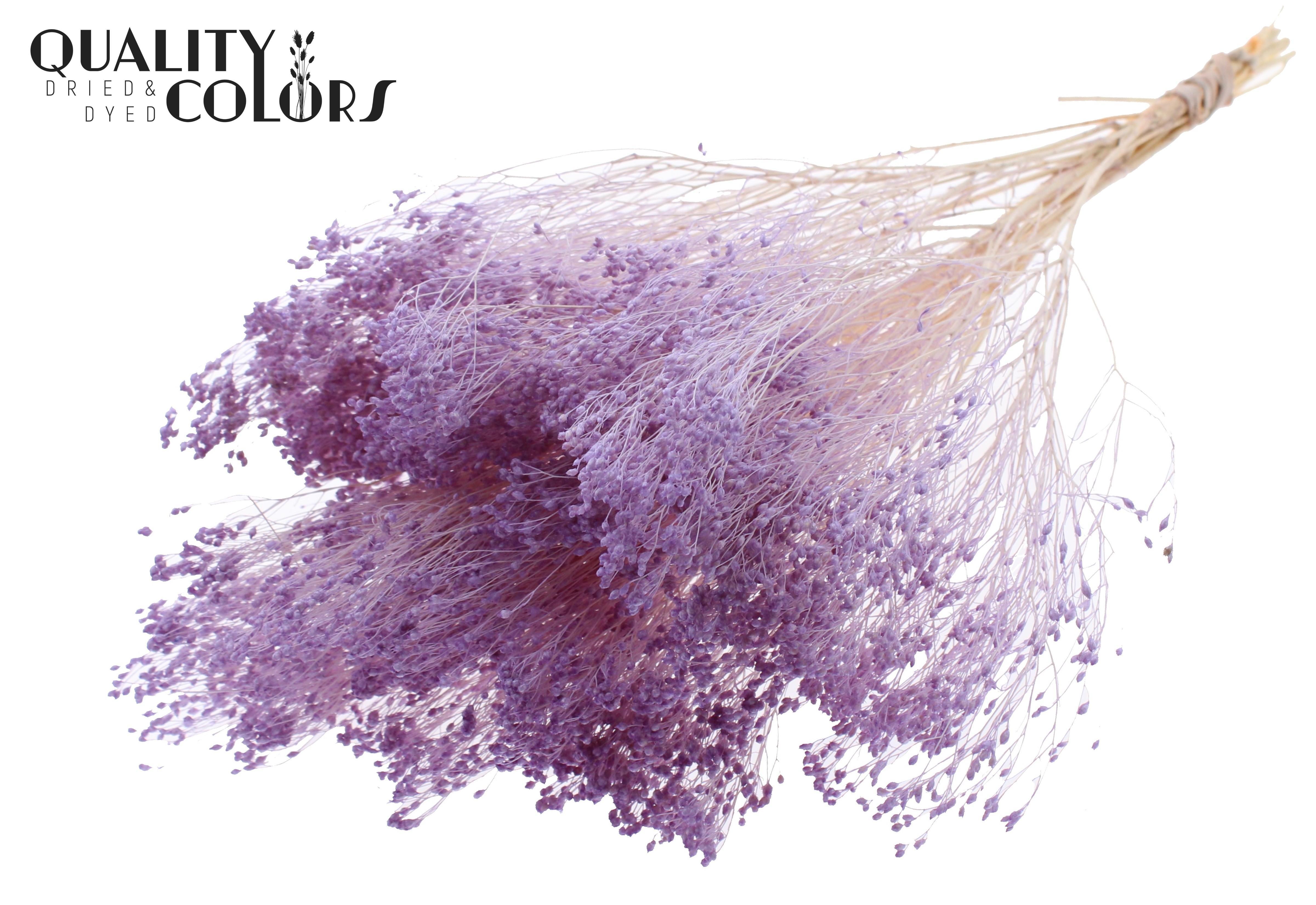 Broom Bloom Milka Per Bunch 50cm