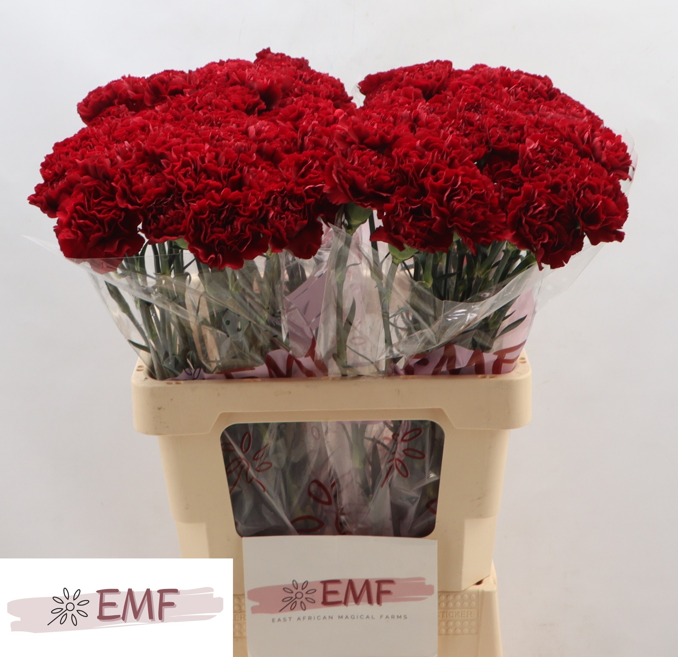Dianthus Zurigo 60cm