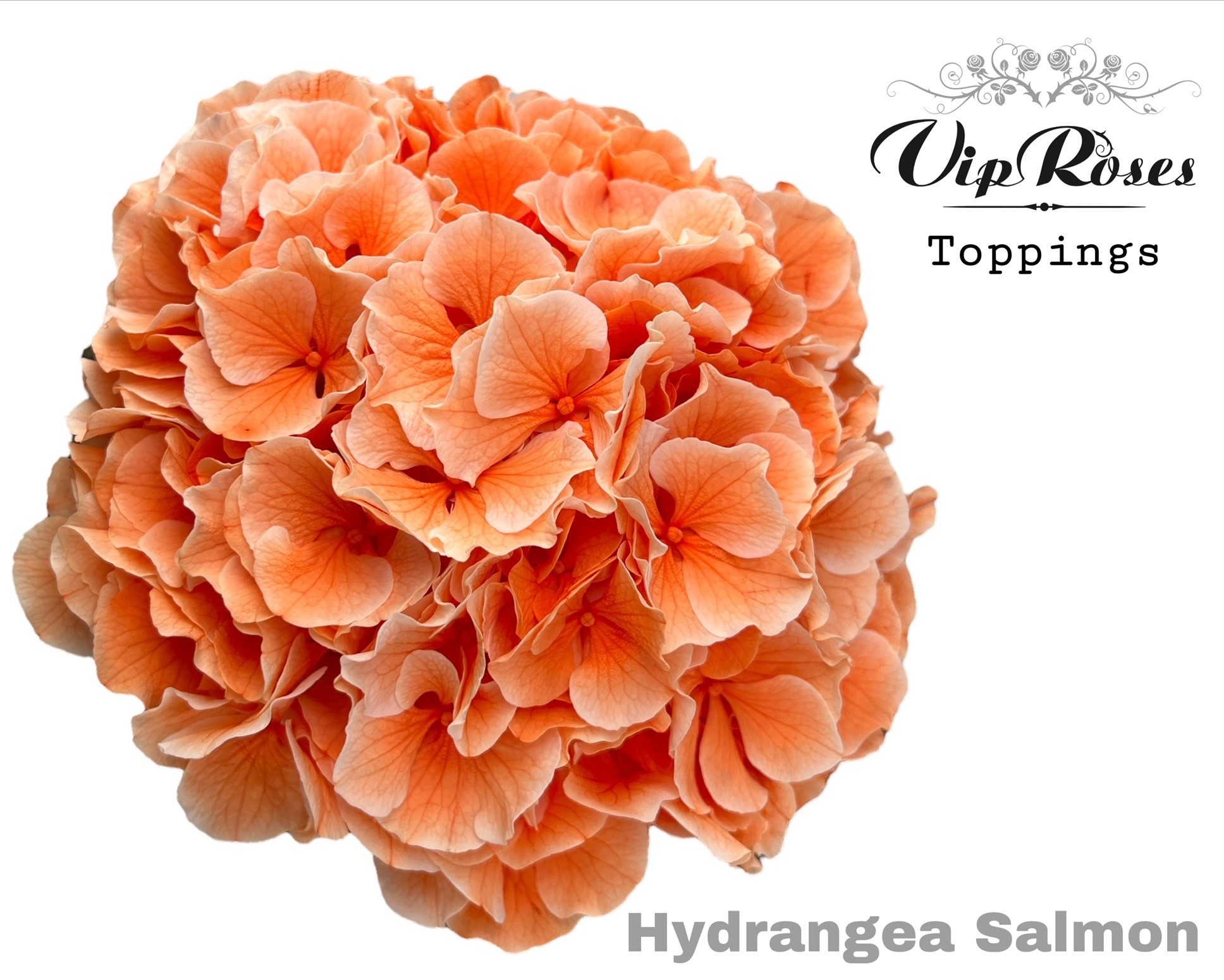Hydr M Salmon L 80 Cm 80 cm