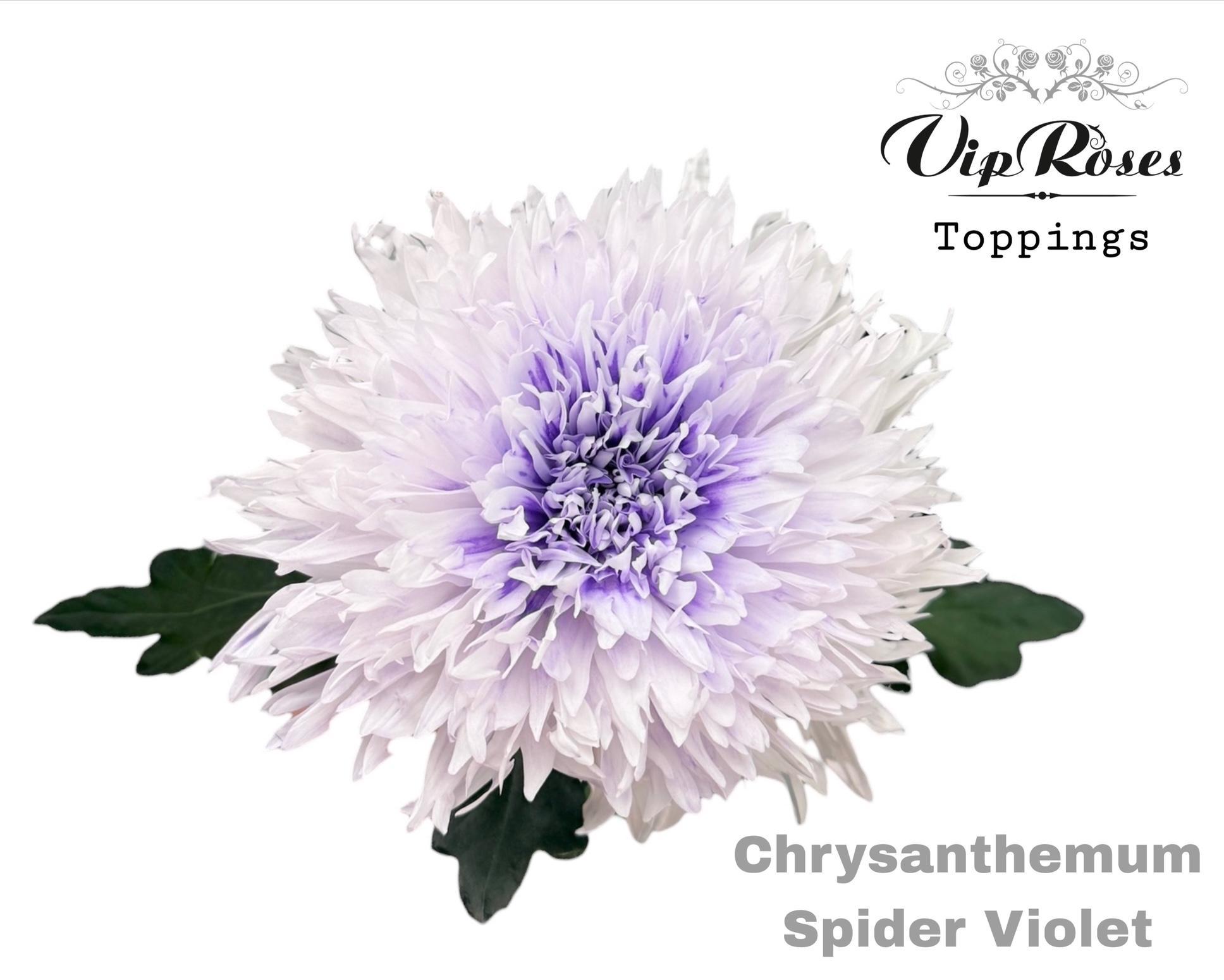 Chr G Spider Violet 70 cm