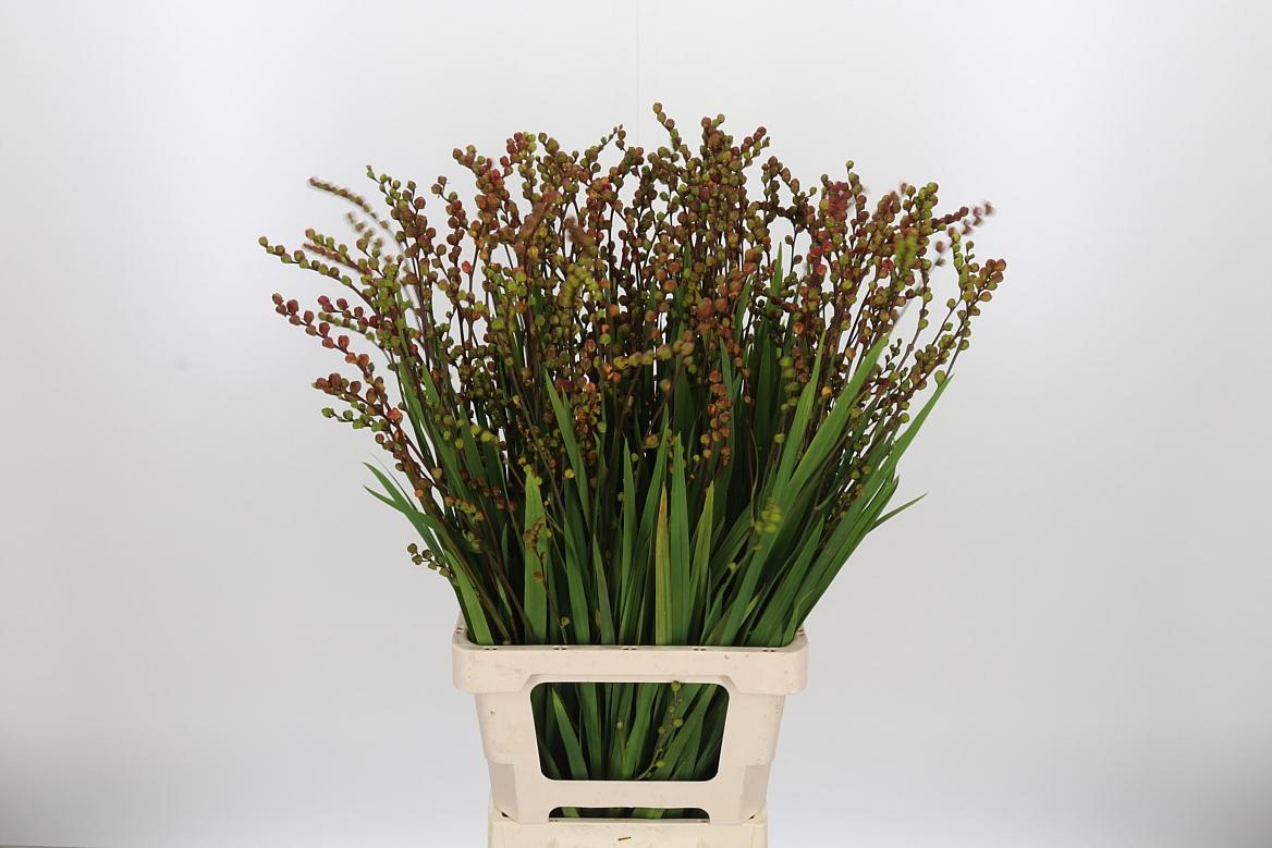 Crocosmia Klbl Met Bes
