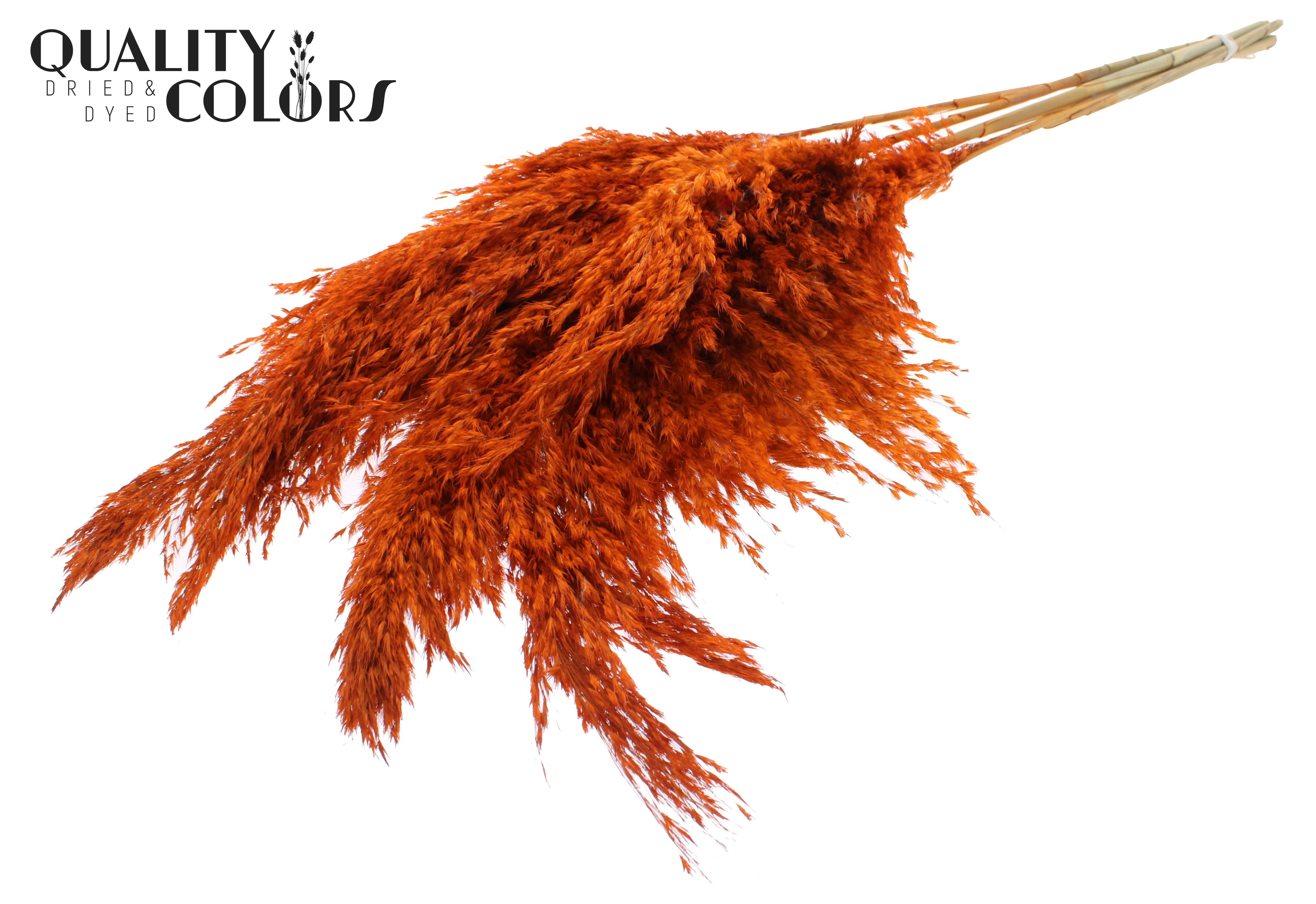 Pampas Grass Orange Per Bunch 100cm
