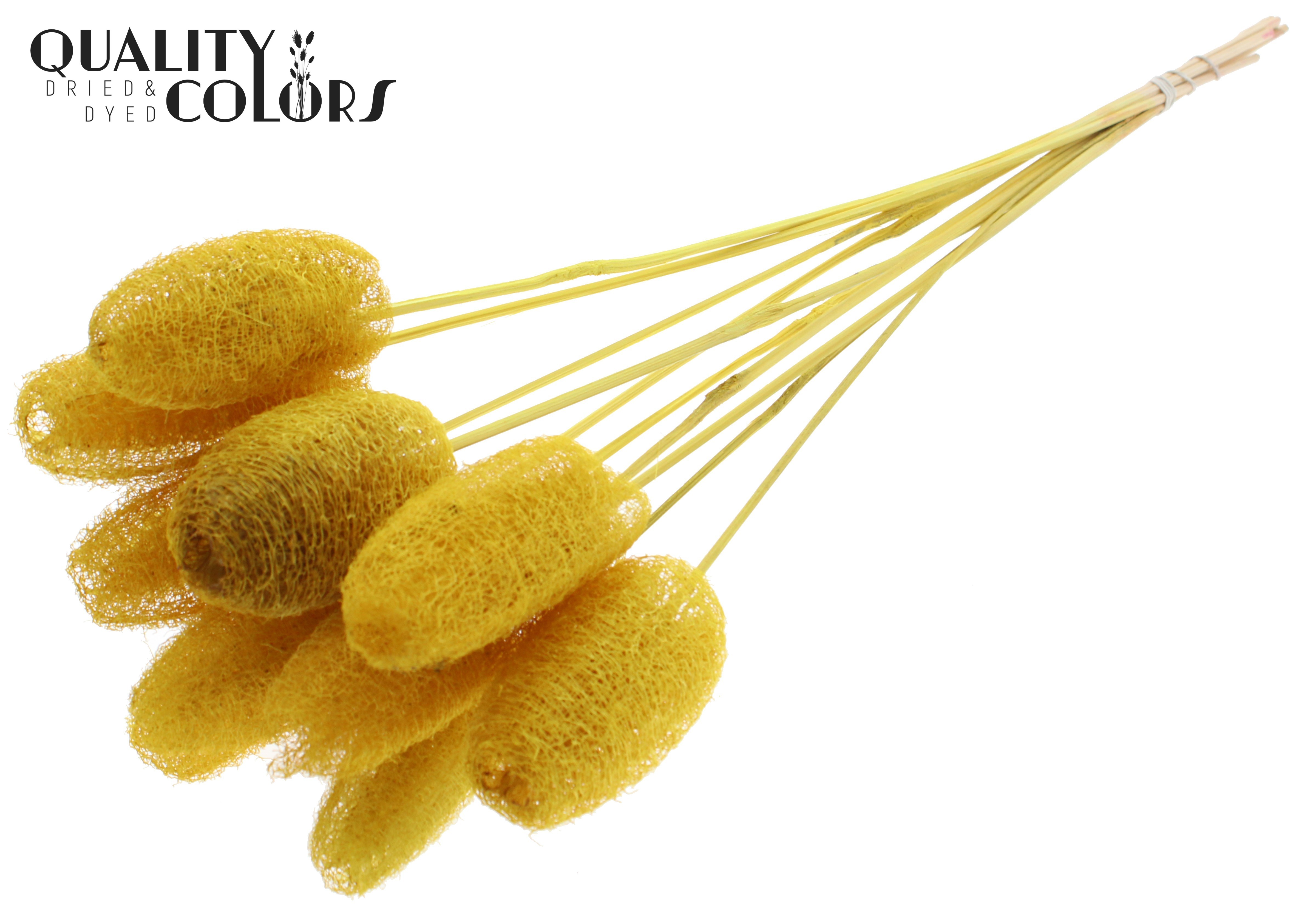 Luffa Mini Yellow 50cm