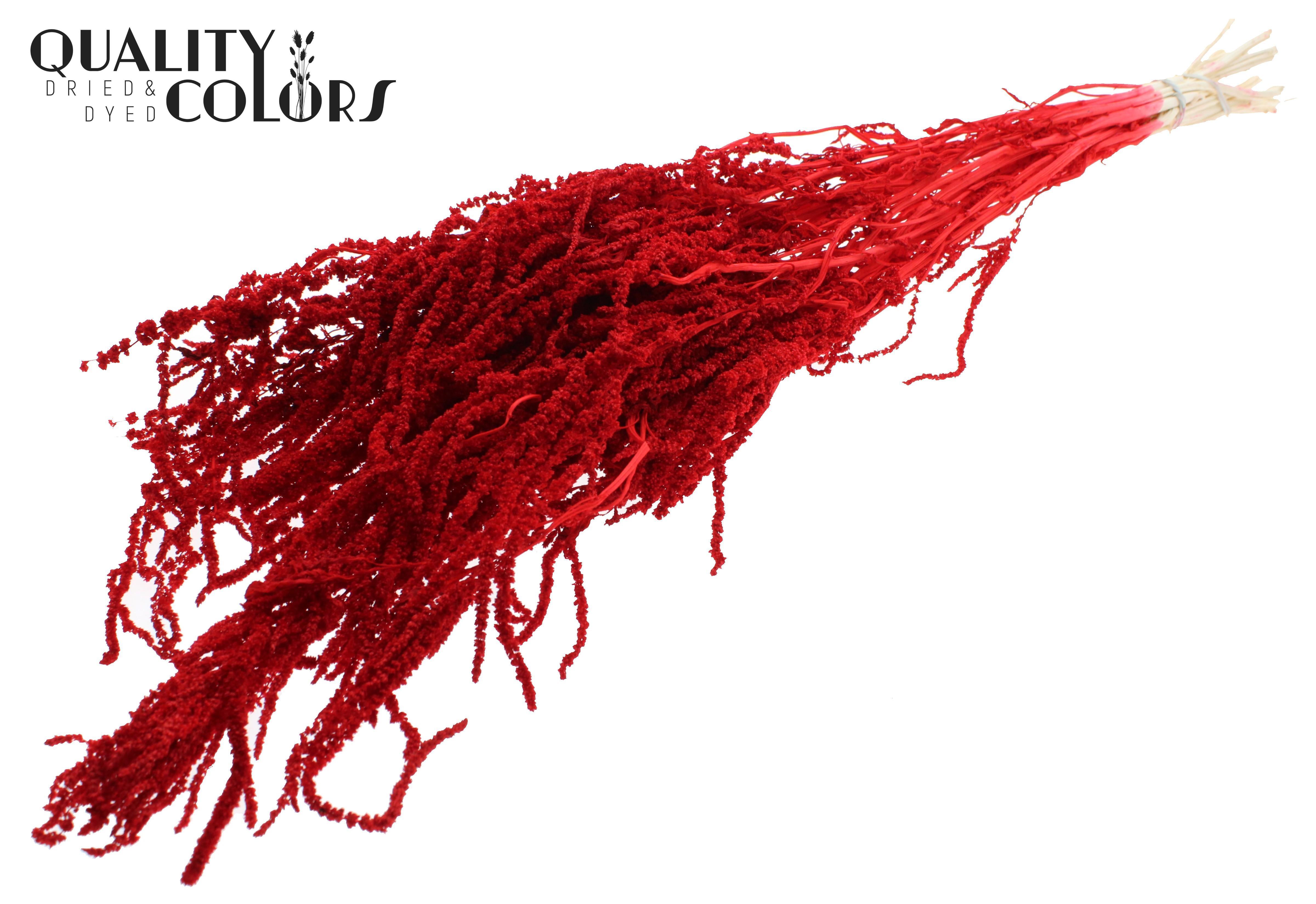 Amaranthus Caudatus Intense Red Per Bunch 80cm