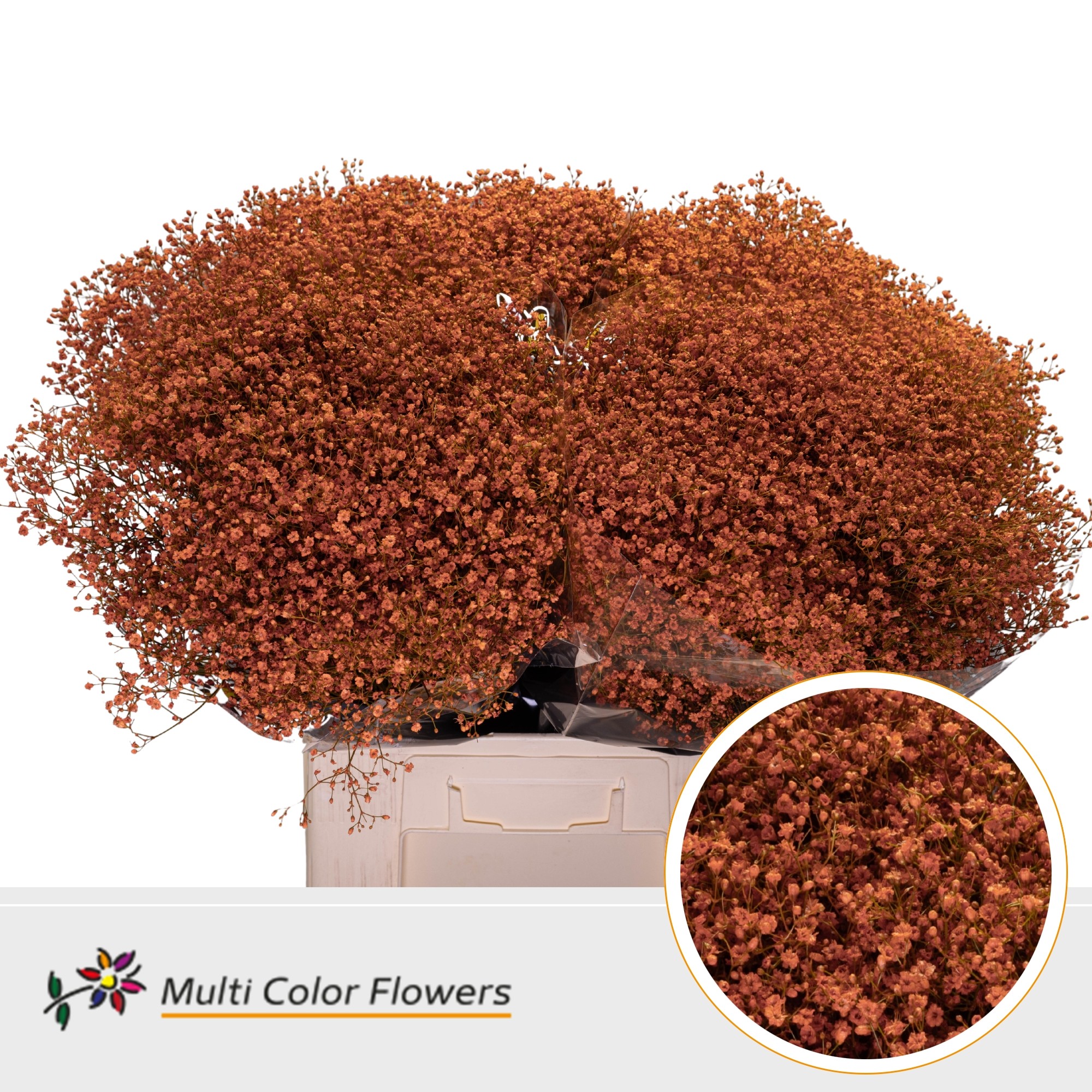 Gypsophila Painted Million Star Orange 70cm