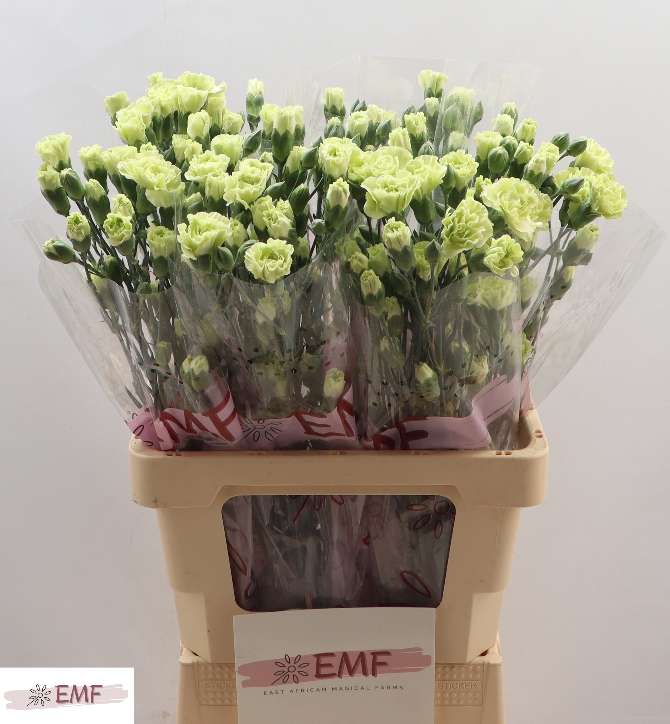 Dianthus Spray Rascal Green 65cm