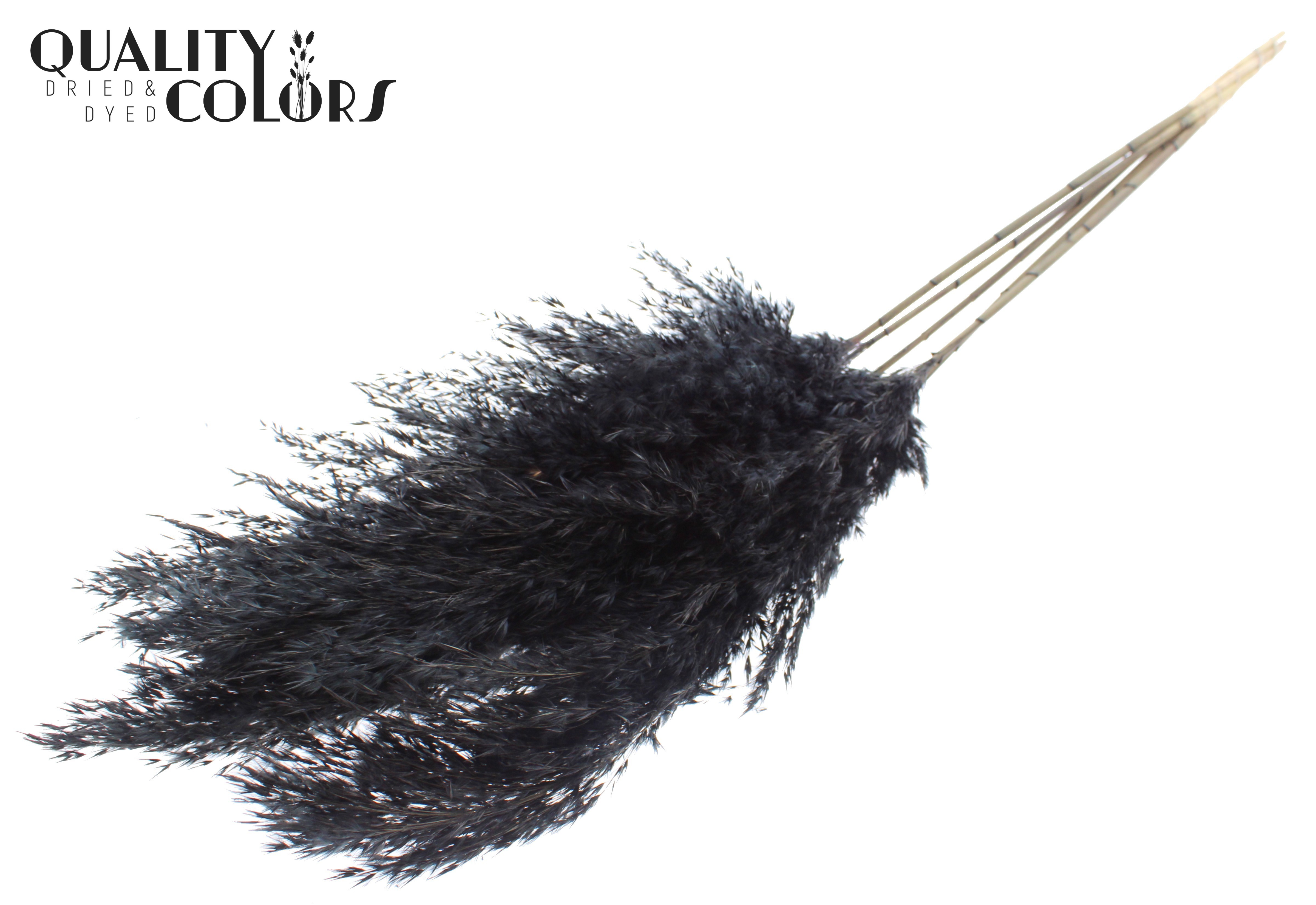 Pampas Grass Black Per Bunch 100cm