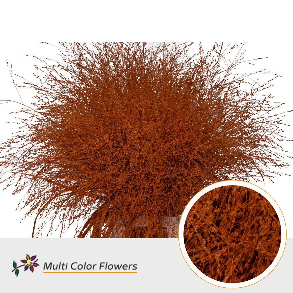 Panicum Painted Fountain Orange 90cm