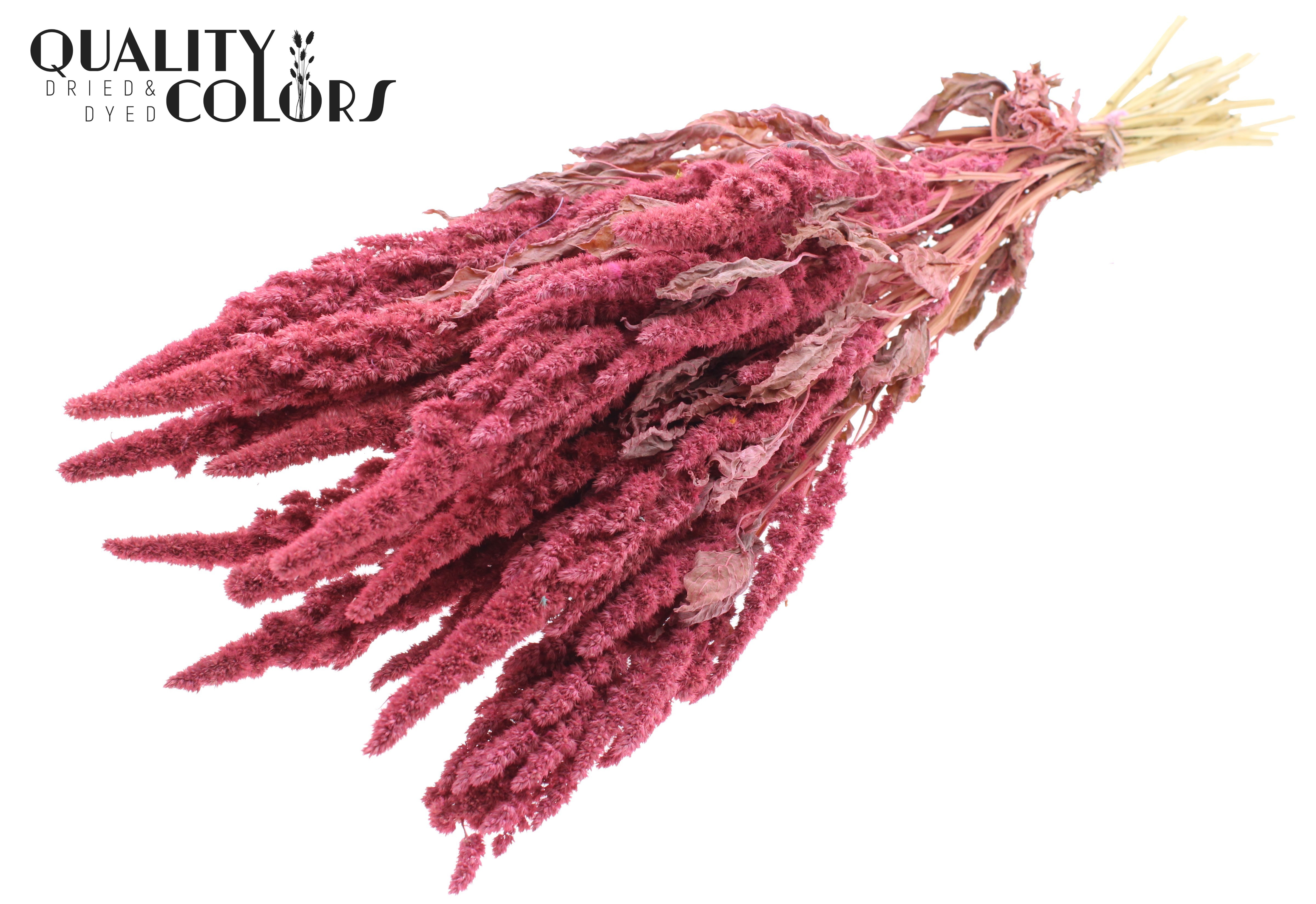 Amaranthus Frosted Pink Per Bunch 60cm