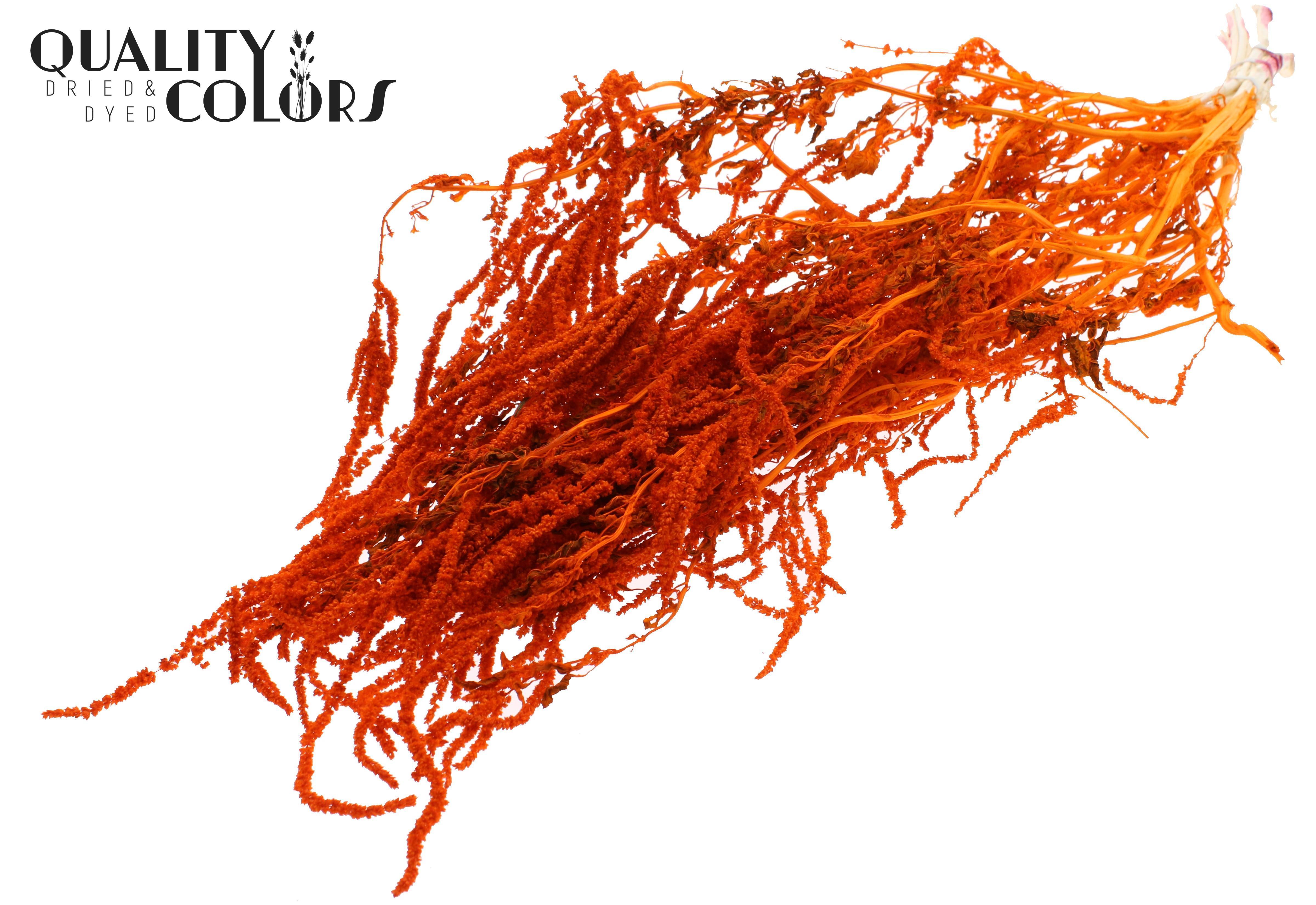 Amaranthus Caudatus Intense Orange Per Bunch 80cm