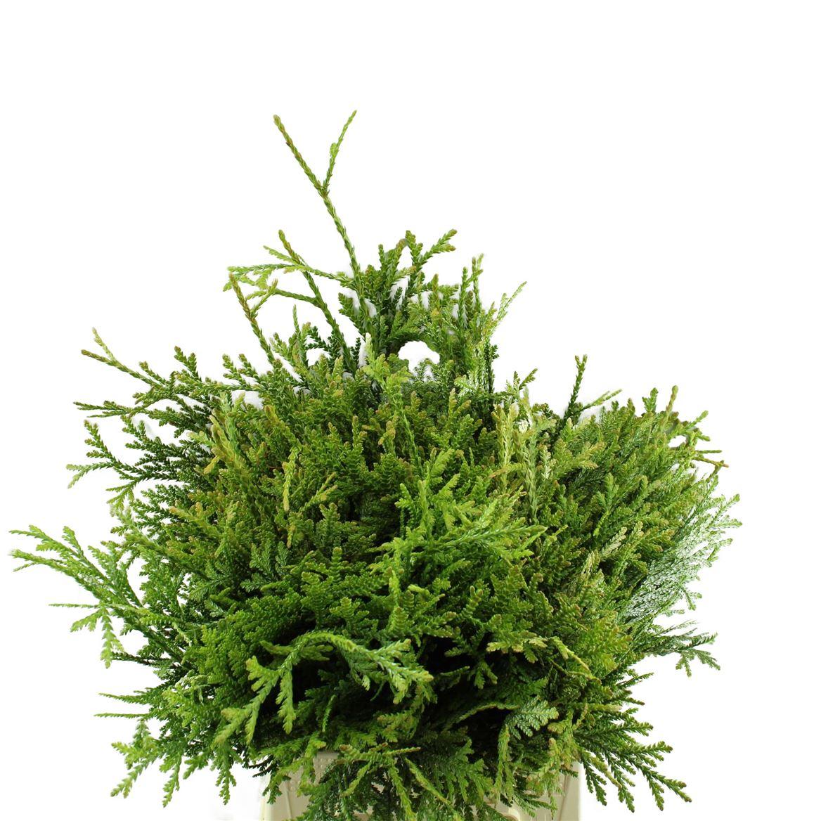 Conif.thujopsis Dolabrata