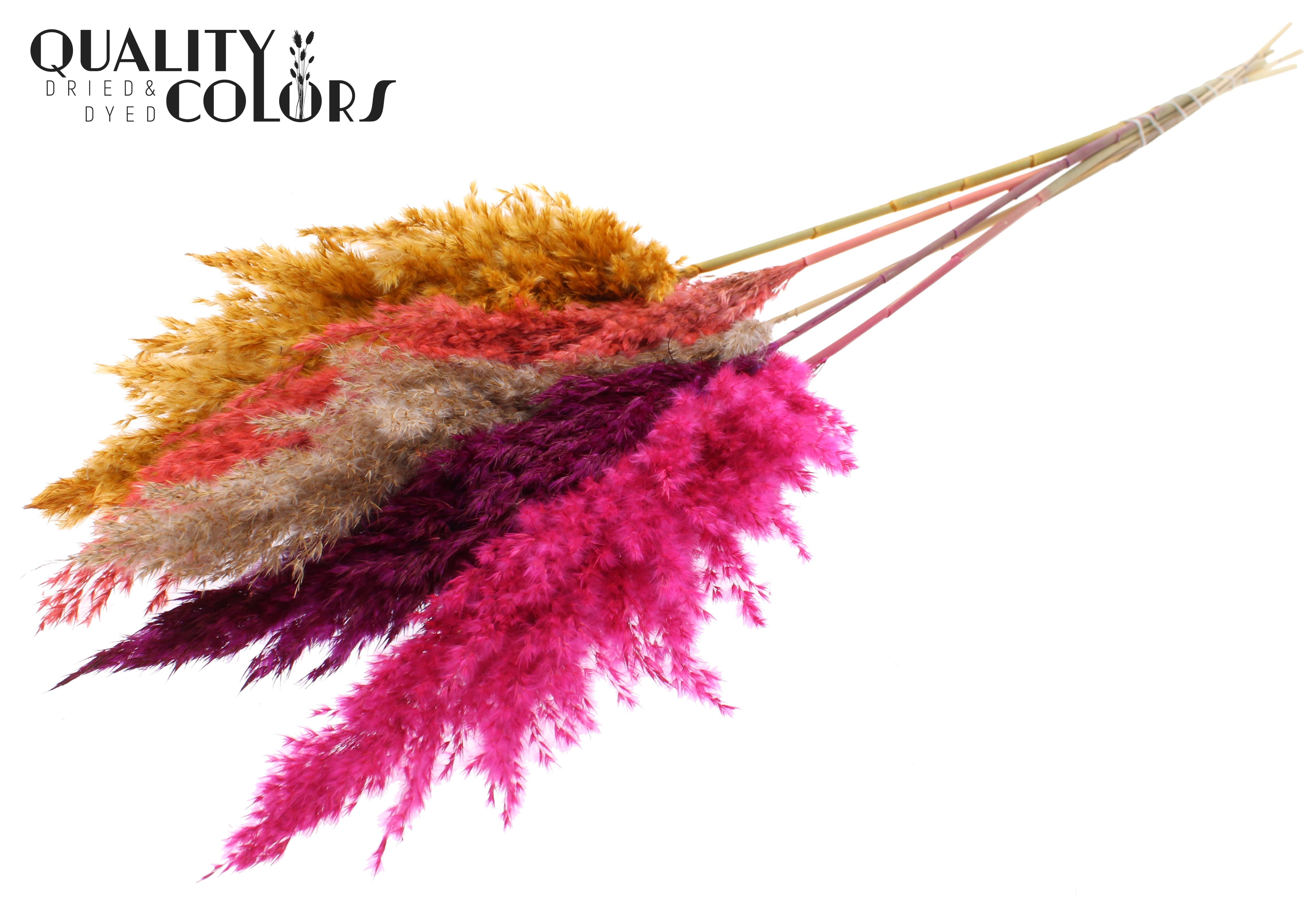 Pampas Grass Colourful 10 Per Bunch 100cm