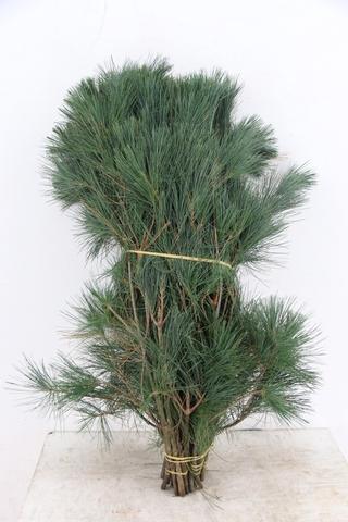 Pinus Strobus 70cm